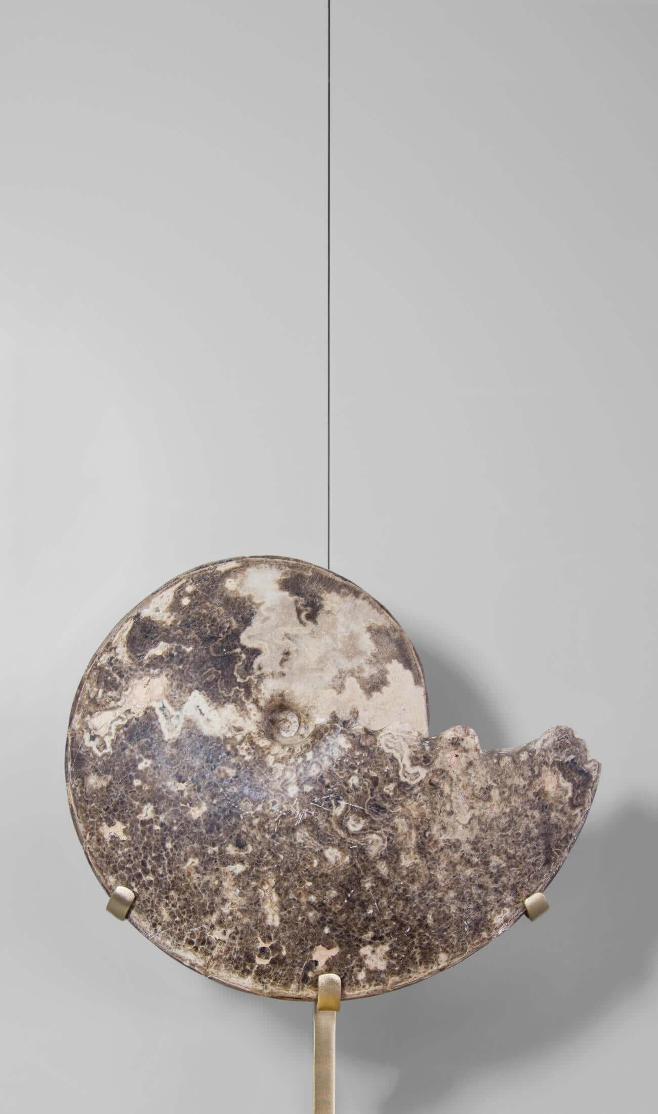 Altro Ammonite fossile Hoplitoides Wohltmanni sormontata da un supporto in ottone acidato in vendita