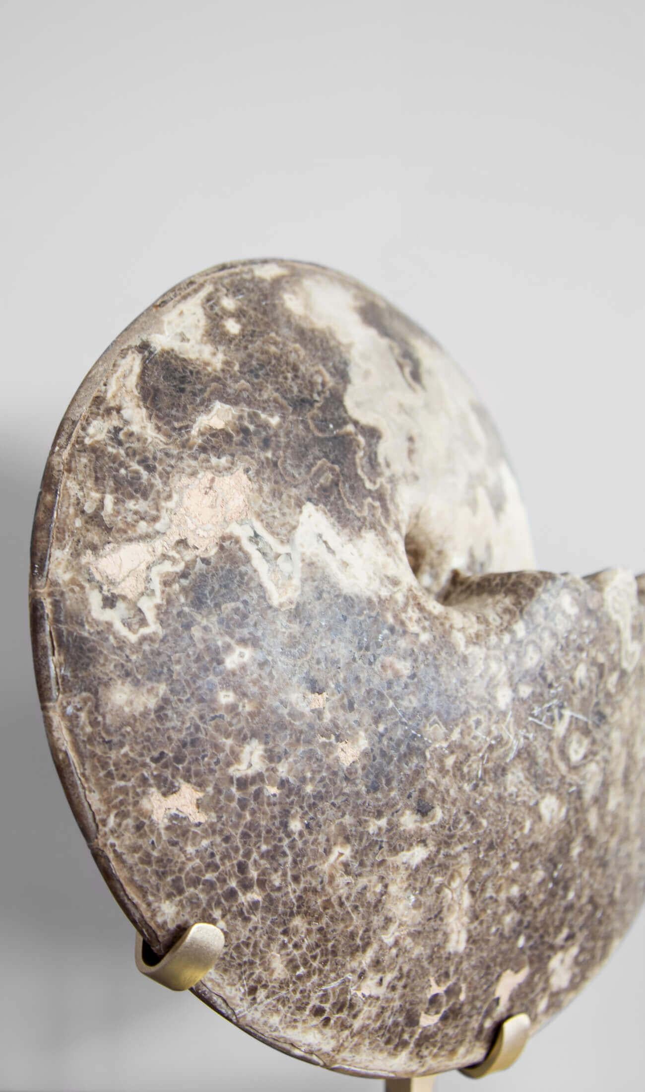 Fino al XVIII secolo Ammonite fossile Hoplitoides Wohltmanni sormontata da un supporto in ottone acidato in vendita