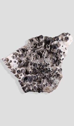 Piastra di mortalità dell'ammonite fossile