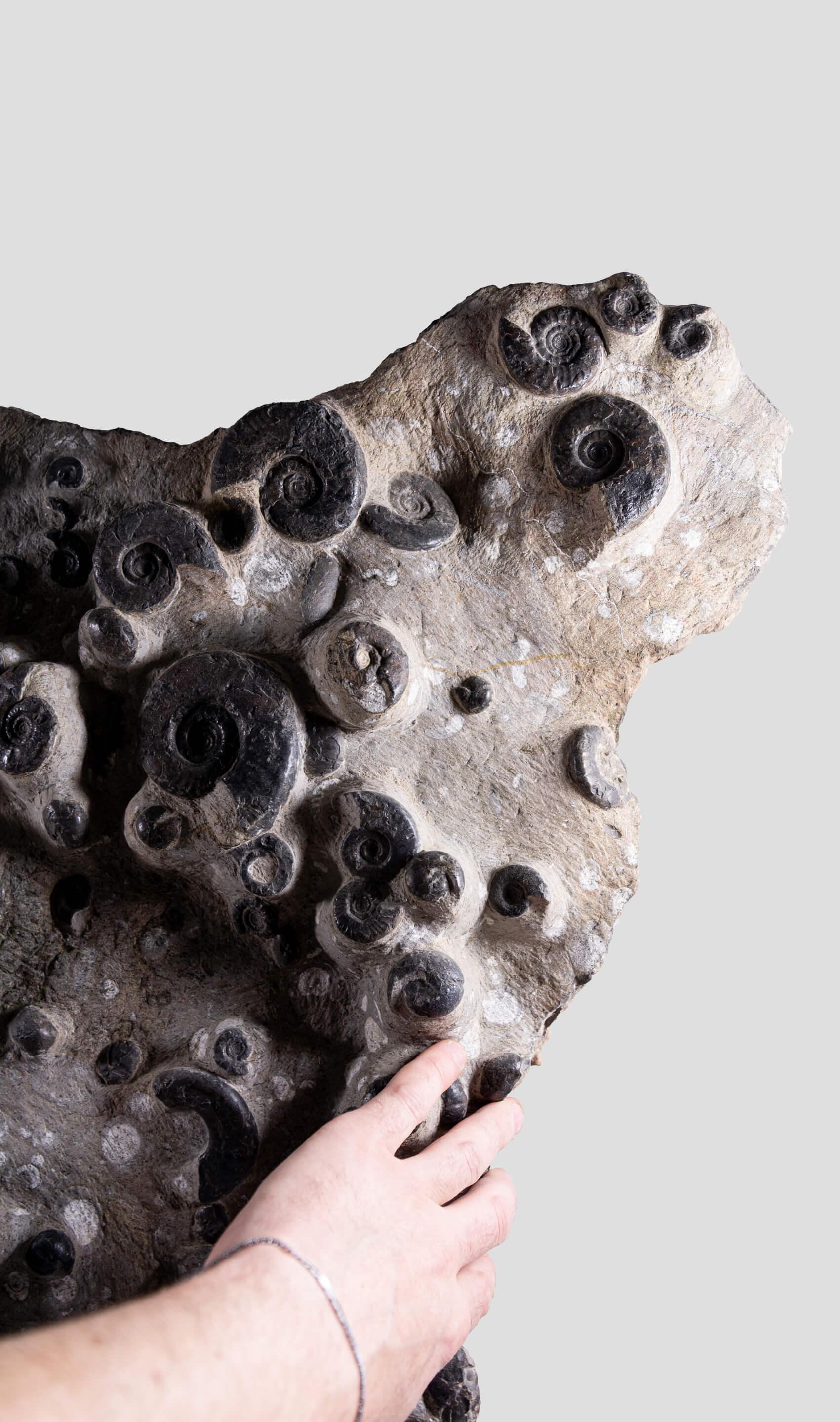 Preistorico Piastra di mortalità dell'ammonite fossile in vendita