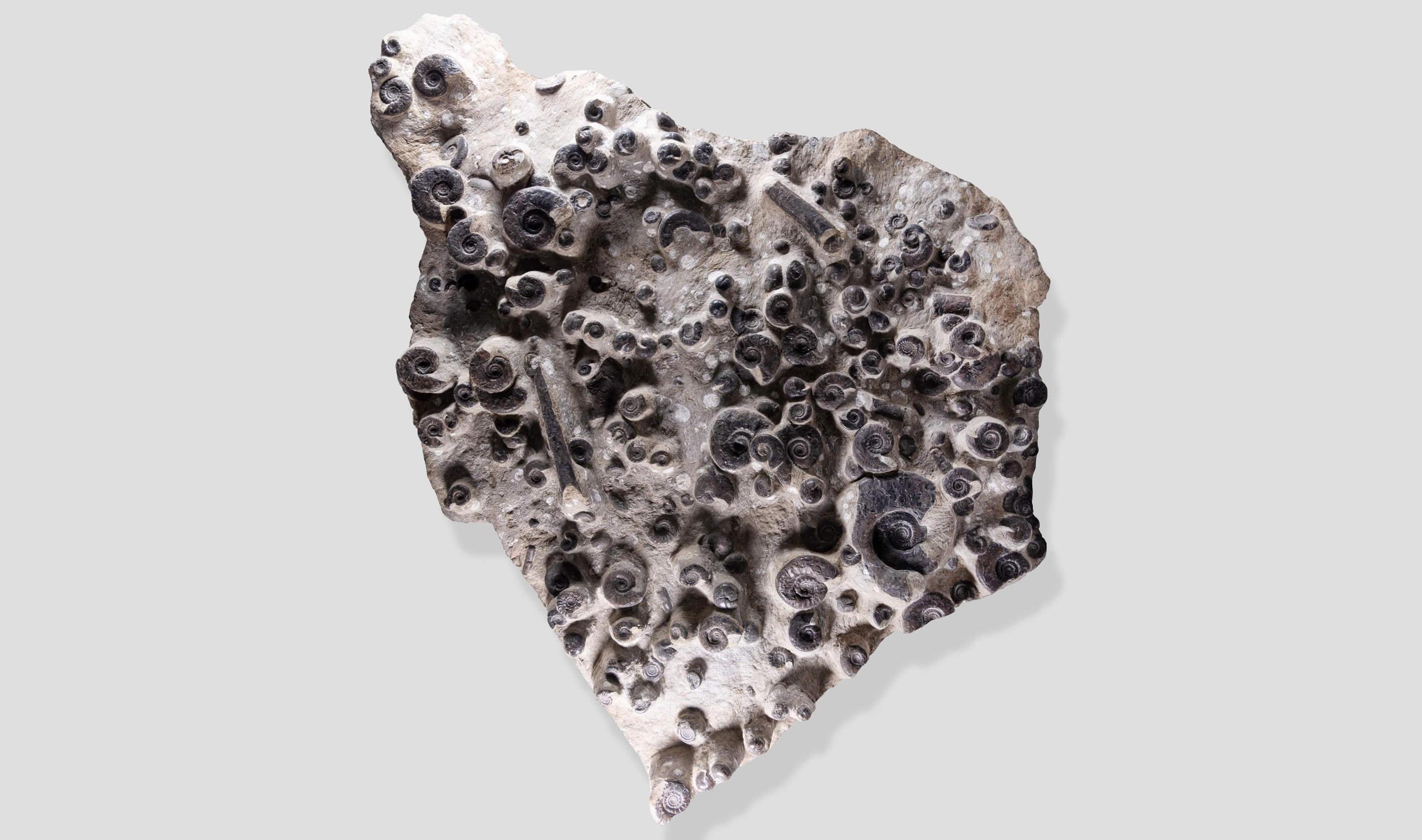 Nordafricano Piastra di mortalità dell'ammonite fossile in vendita