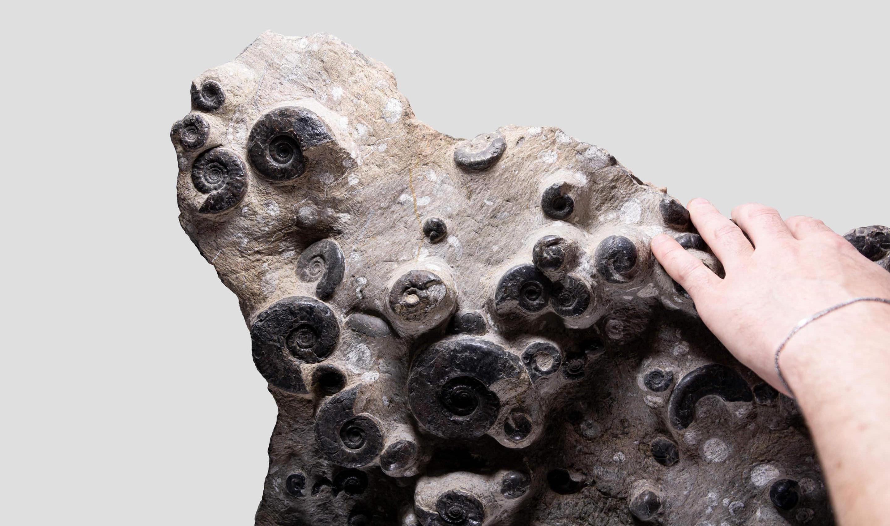 Altro Piastra di mortalità dell'ammonite fossile in vendita