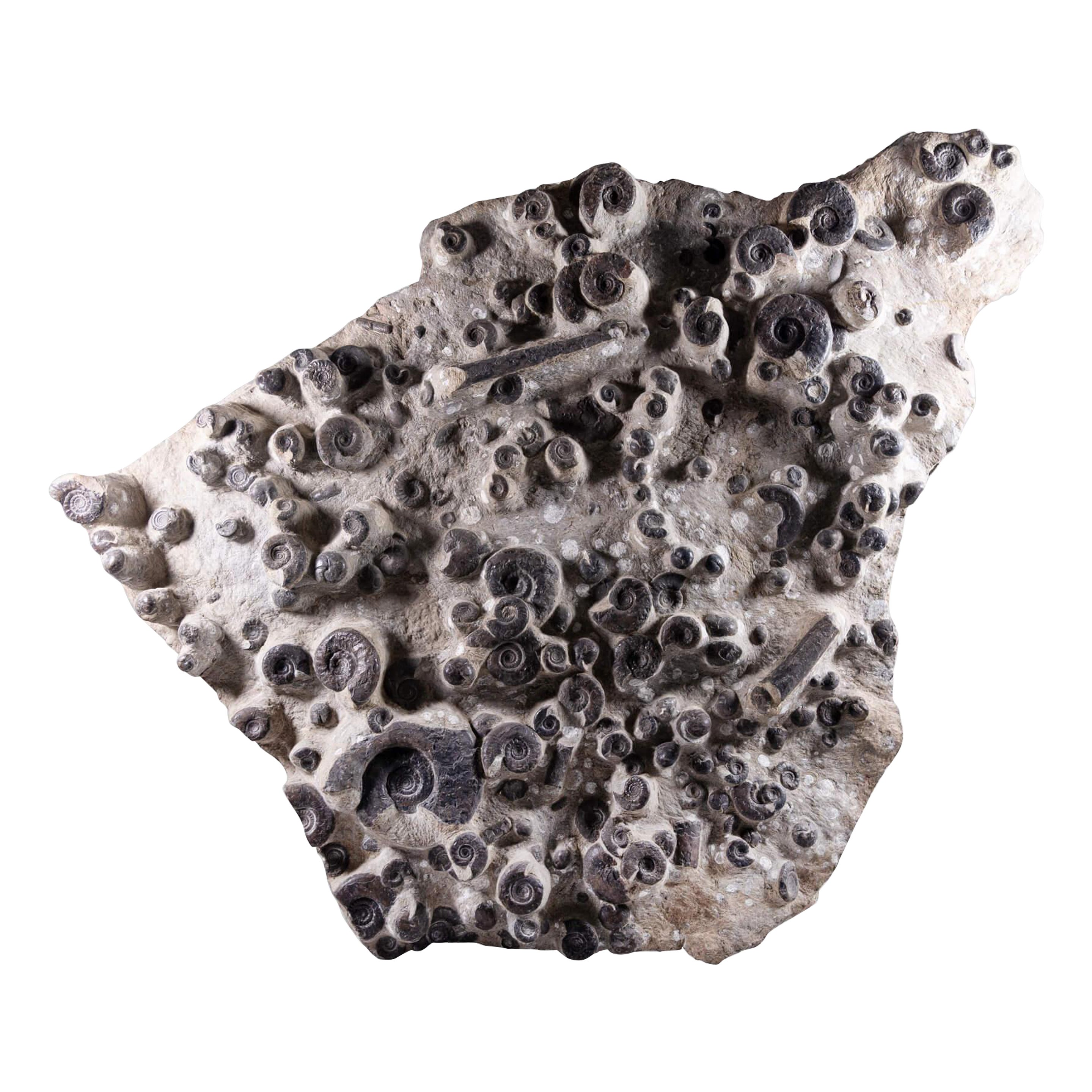 Assiette Mortality fossile Ammonite
