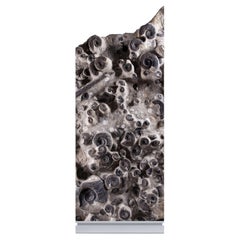 Fossil Ammonite Mortality Plate