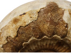 Ammonite fossile su supporto di ferro, Cretaceo