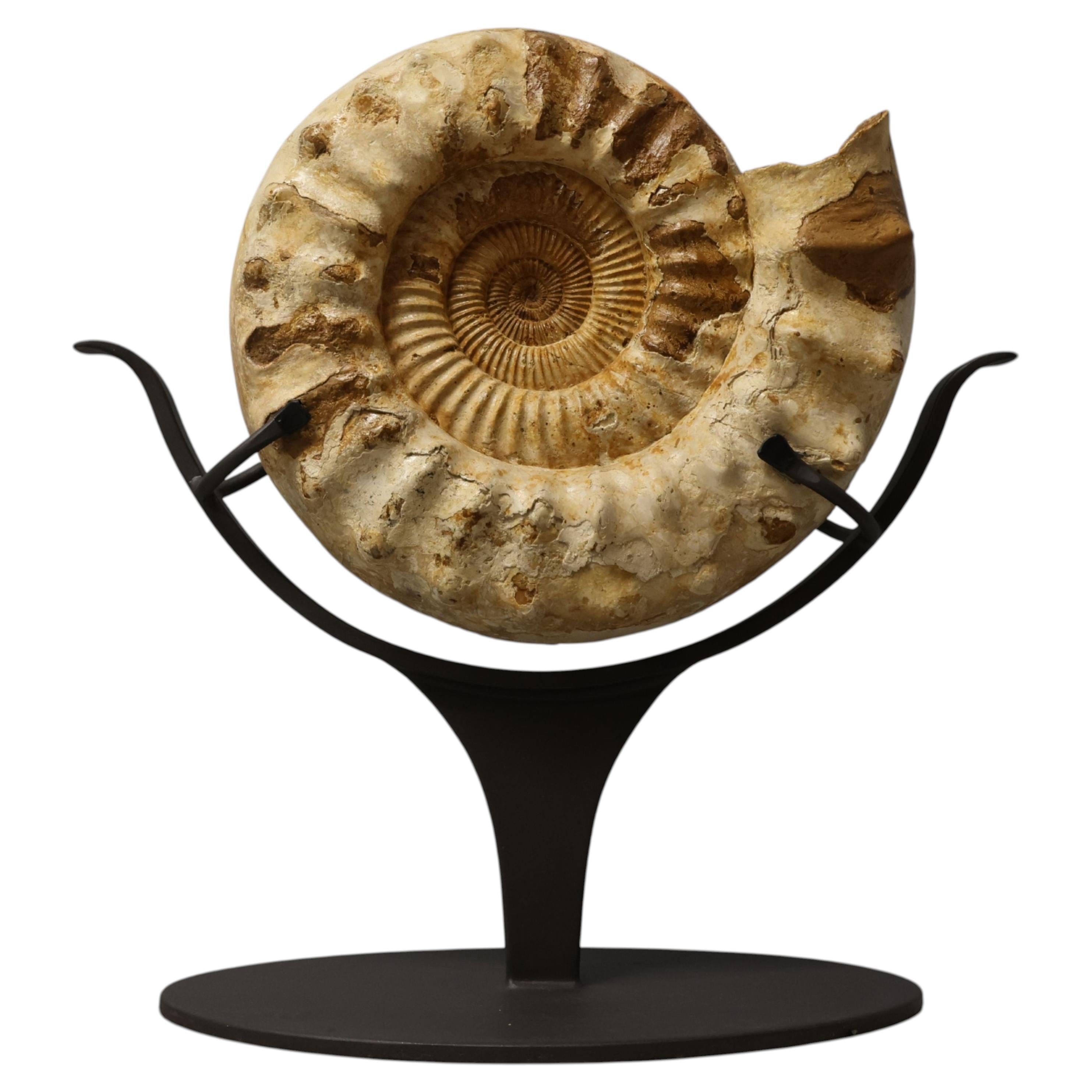 Fossil Ammonite on Iron Stand, Cretaceous