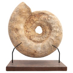 Fossil Ammonite on wood stand