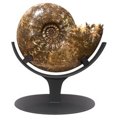 Ammonite fossile (Pachydiscus sp.) su supporto in acciaio personalizzato, Cretaceo superiore