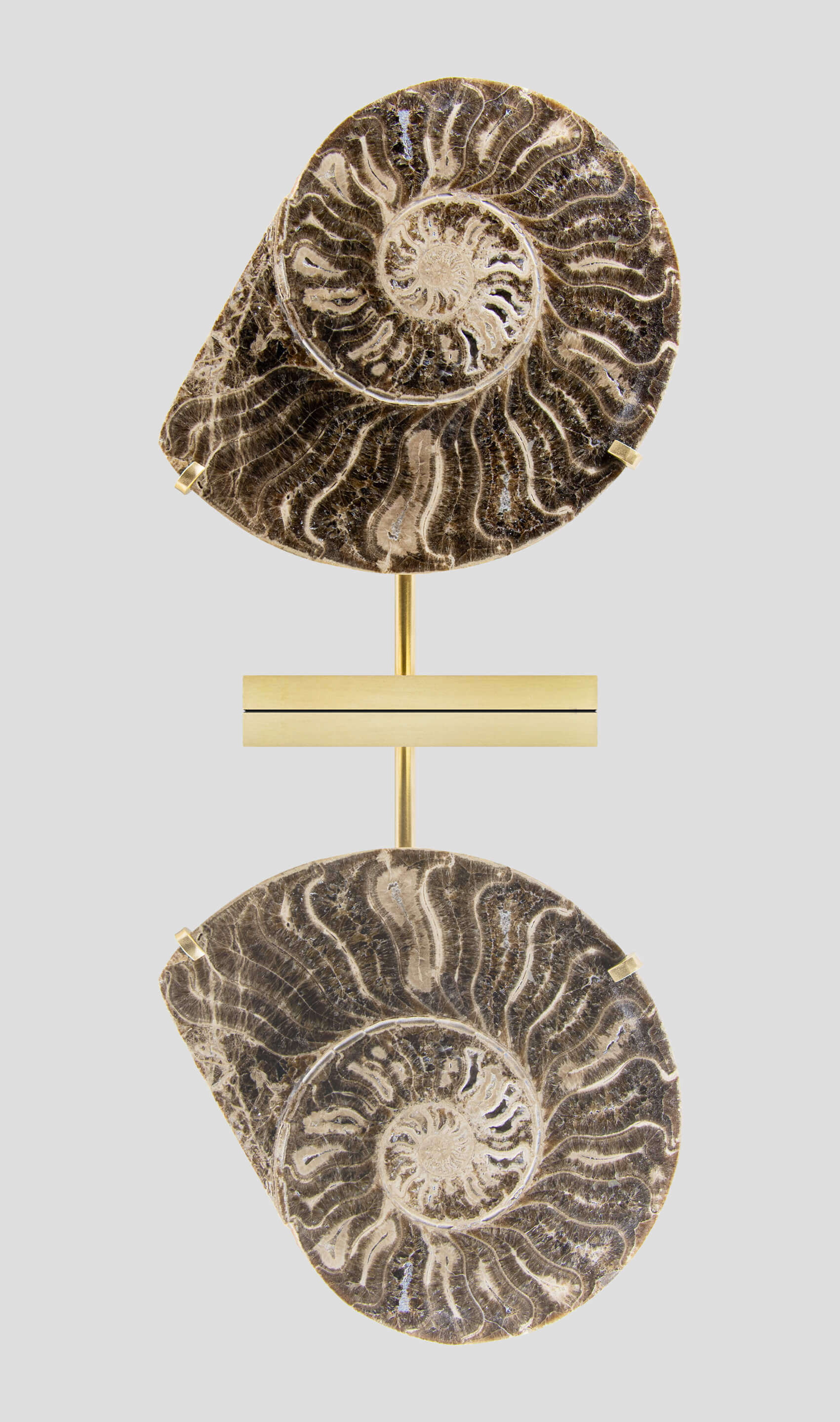 The latest edition to arrive at THE FOSSIL STORE™ is our famous and exquisite series of designed mount. The ammonites are truly exquisite specimens excavated from the high Anti-Atlas Mountian Ranges of Northwestern Morocco. 

Such discoveries of