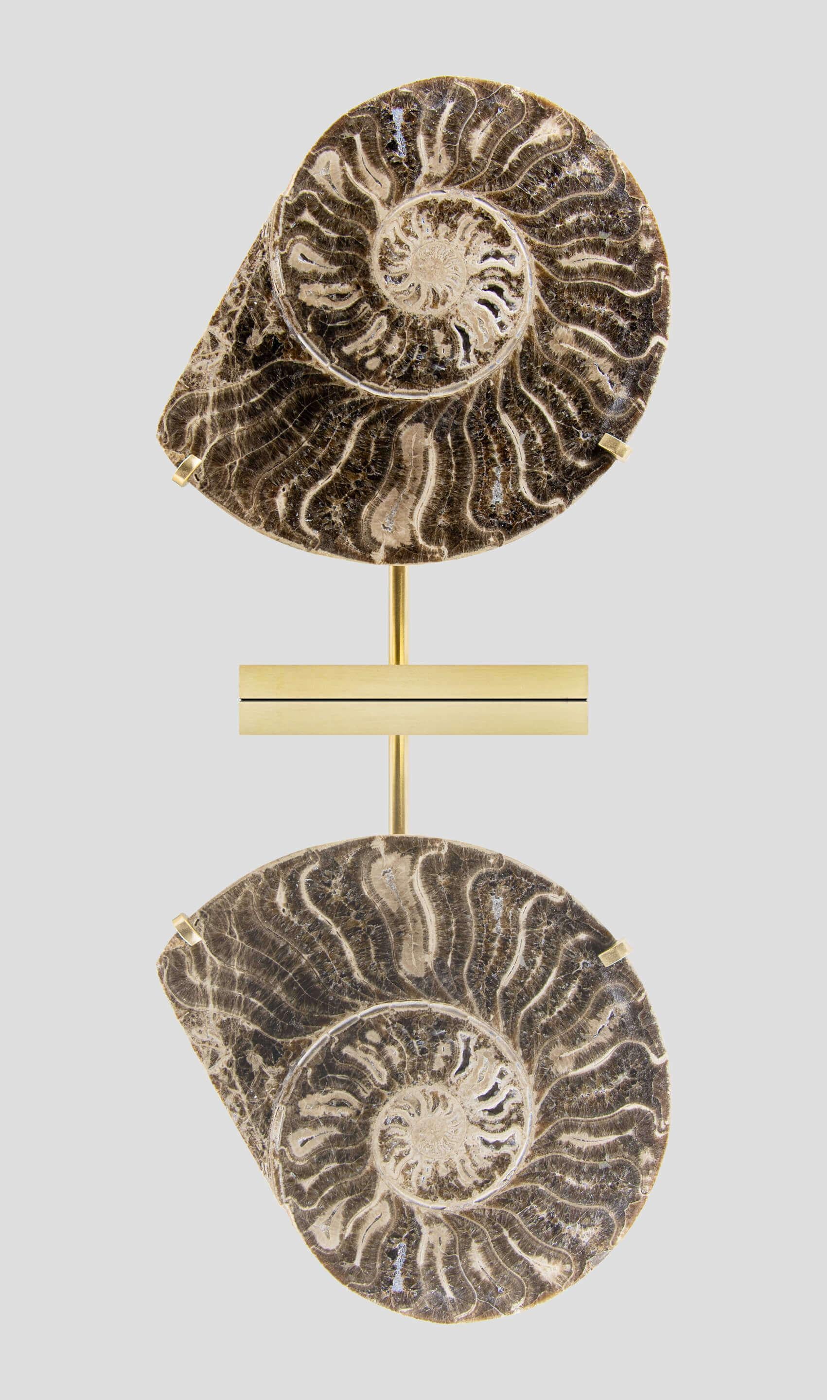 Prehistoric Fossil Ammonite Pair On Etched Brass Mount