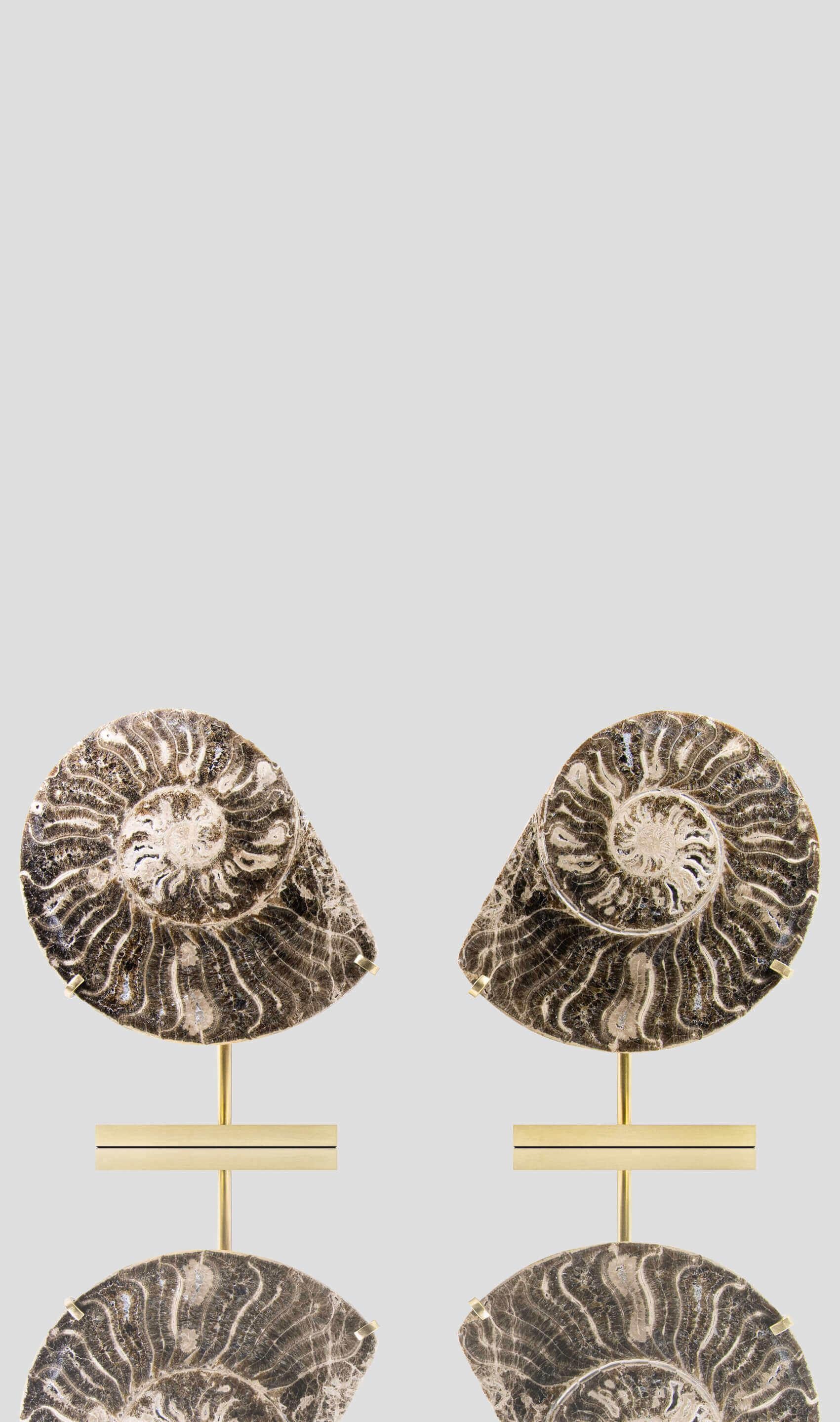 North African Fossil Ammonite Pair On Etched Brass Mount