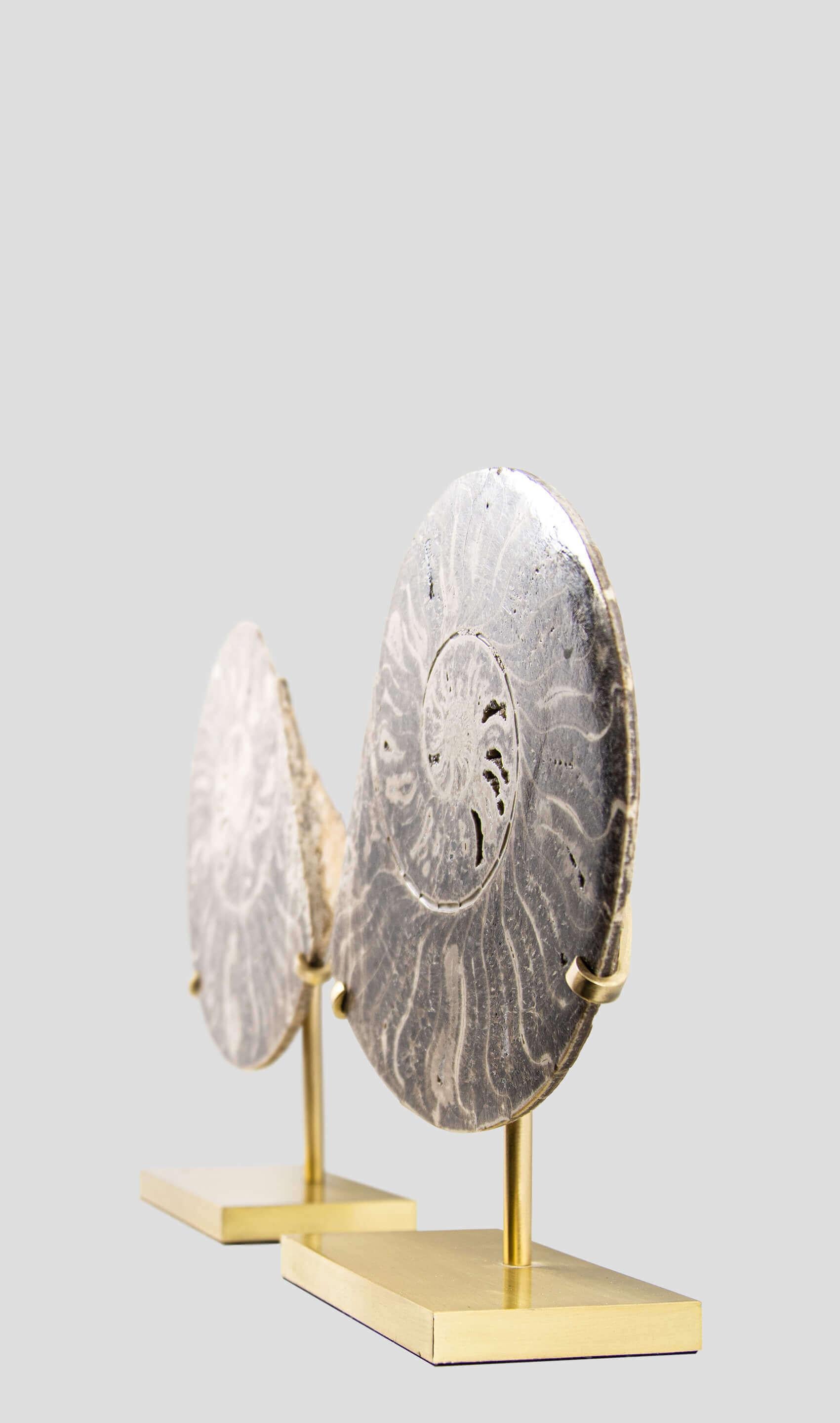 Other Fossil Ammonite Pair On Etched Brass Mount