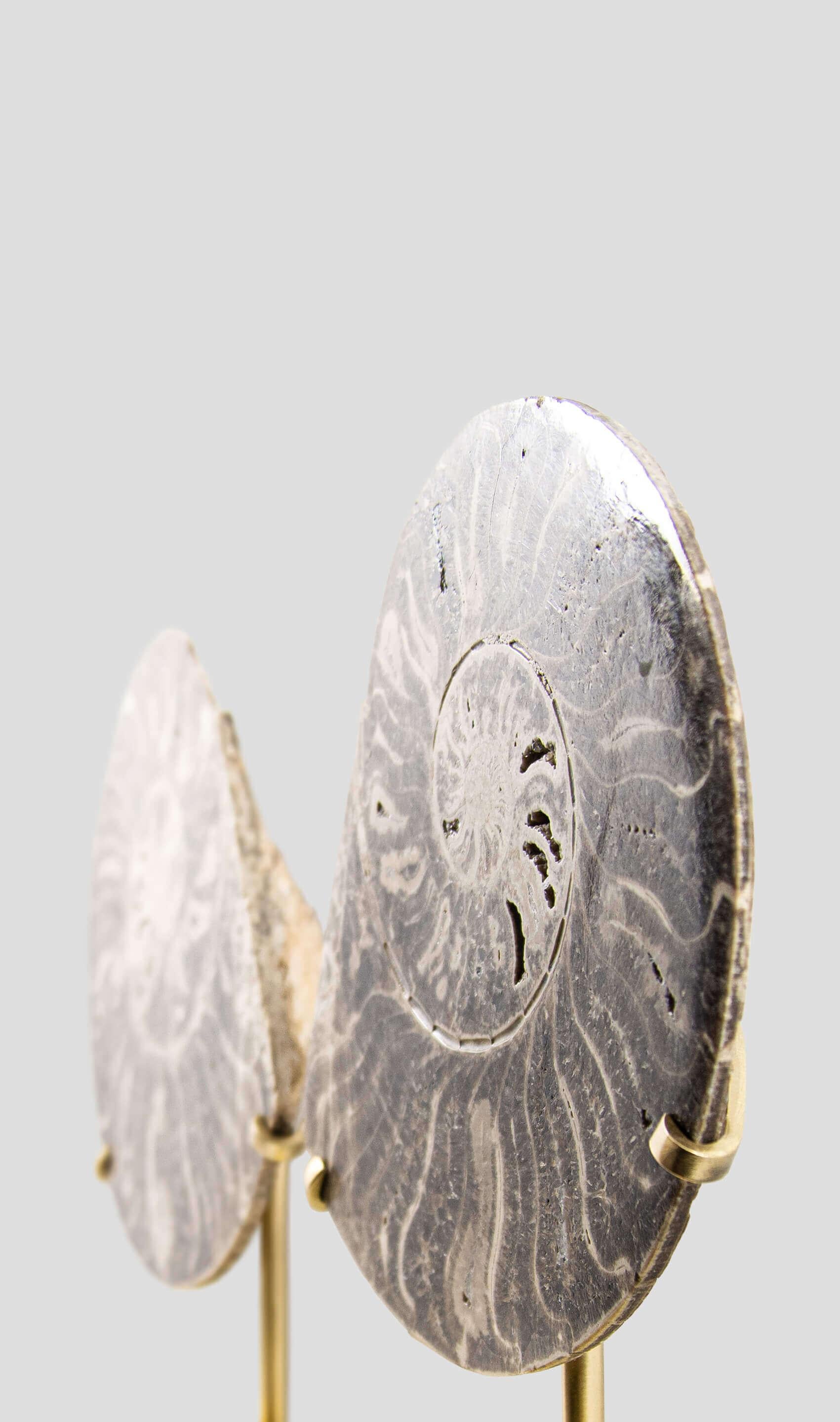 Fossil Ammonite Pair On Etched Brass Mount In Excellent Condition In Scorton, GB