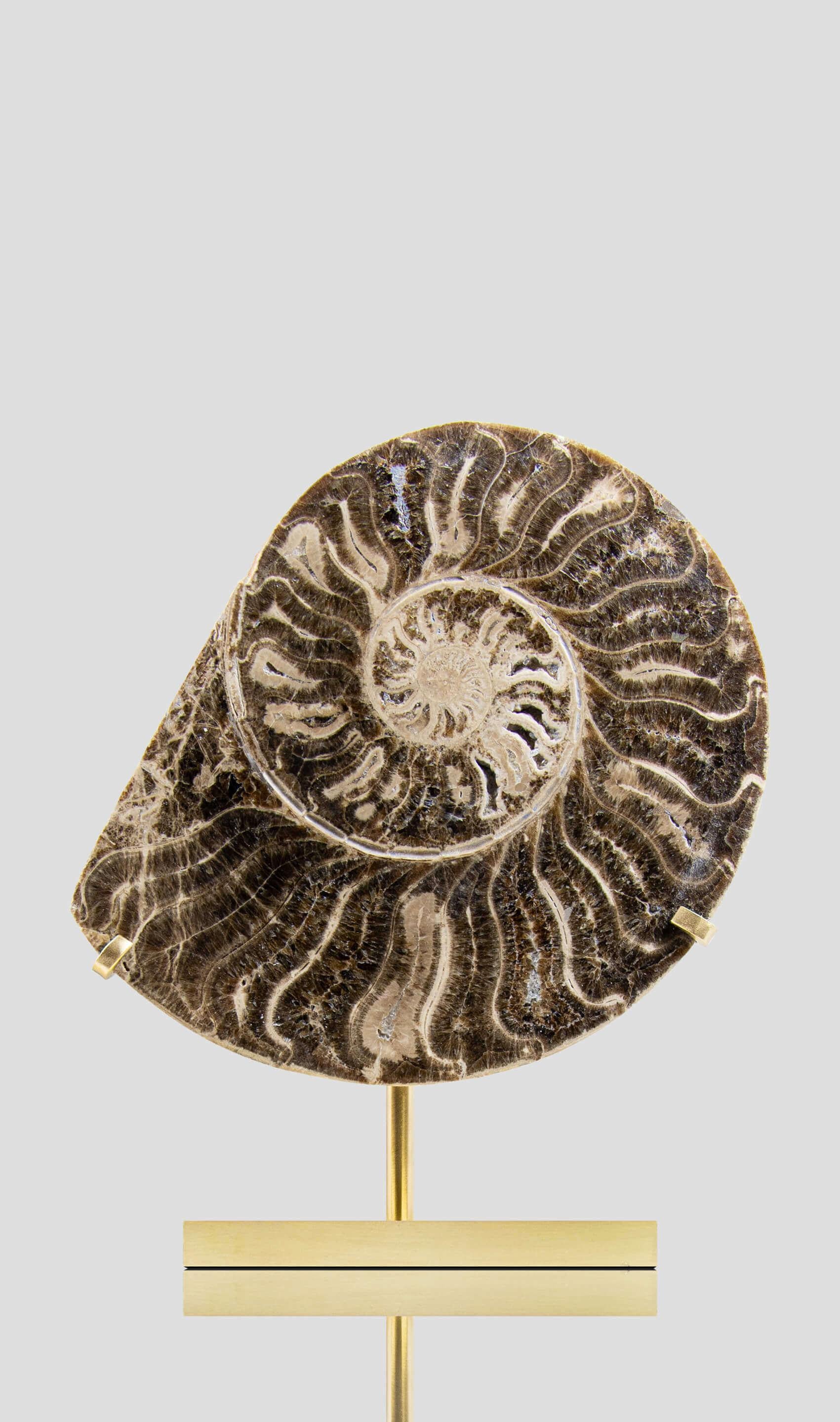 18th Century and Earlier Fossil Ammonite Pair On Etched Brass Mount