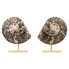 Fossil Ammonite Pair On Etched Brass Mount