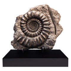 Fossiler Ammonit mit Haifischflosse in Matrix auf einem Sockel aus Walnussholz