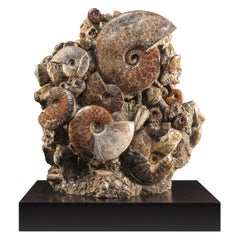 Fossil Ammonites Association on Custom Walnut Base, Cretaceous
