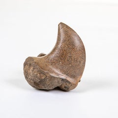 Fossil Bone Fragment, Pleistocene Epoch, Curved Shape, , 12.5 cm
