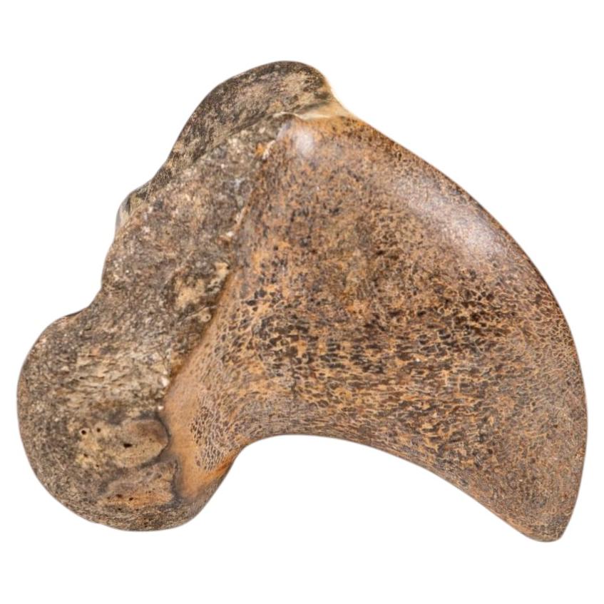 Fossil Bone Fragment, Pleistocene Epoch, Curved Shape, , 12.5 cm For Sale
