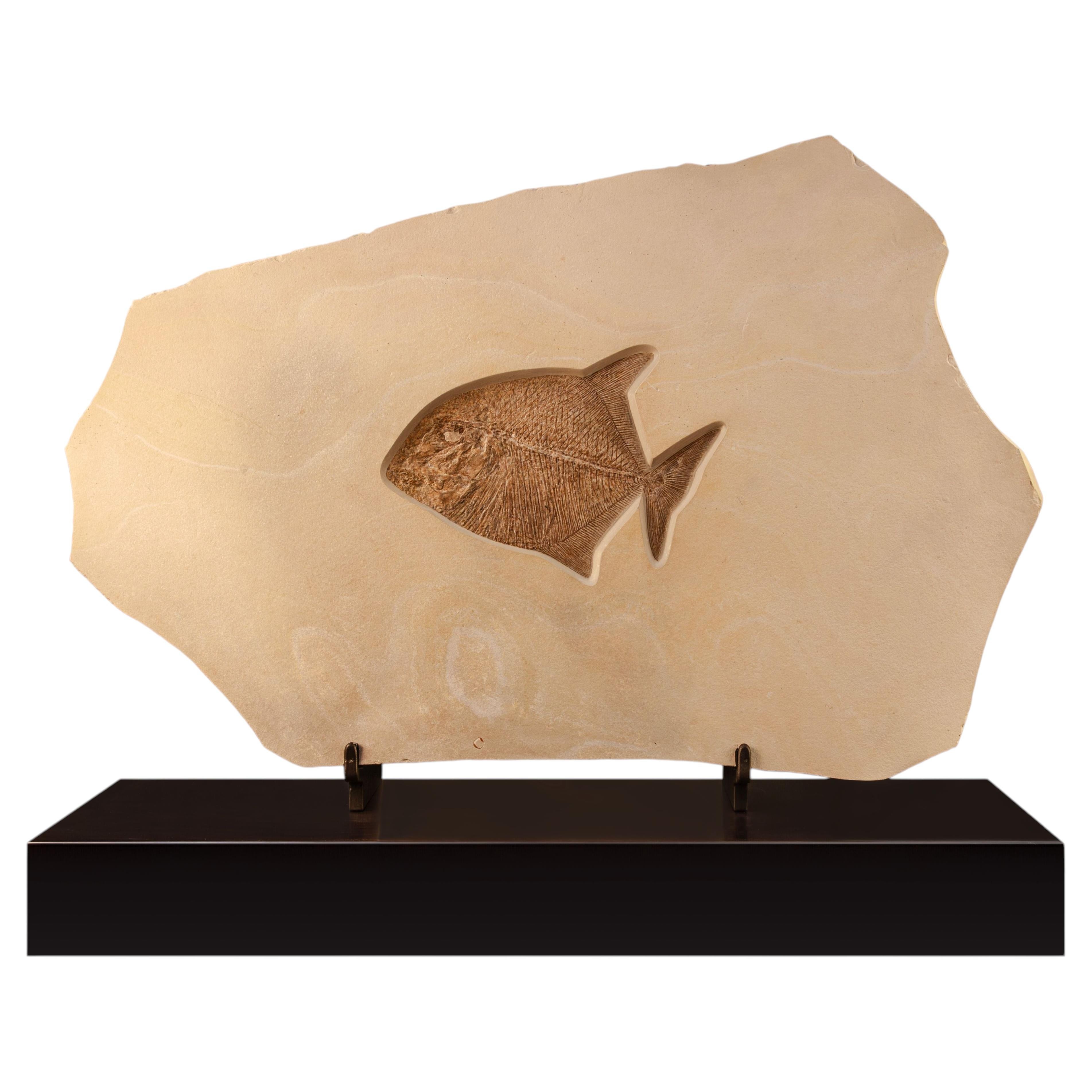 Fossil Bony Fish on Custom Walnut Base, Cretaceous