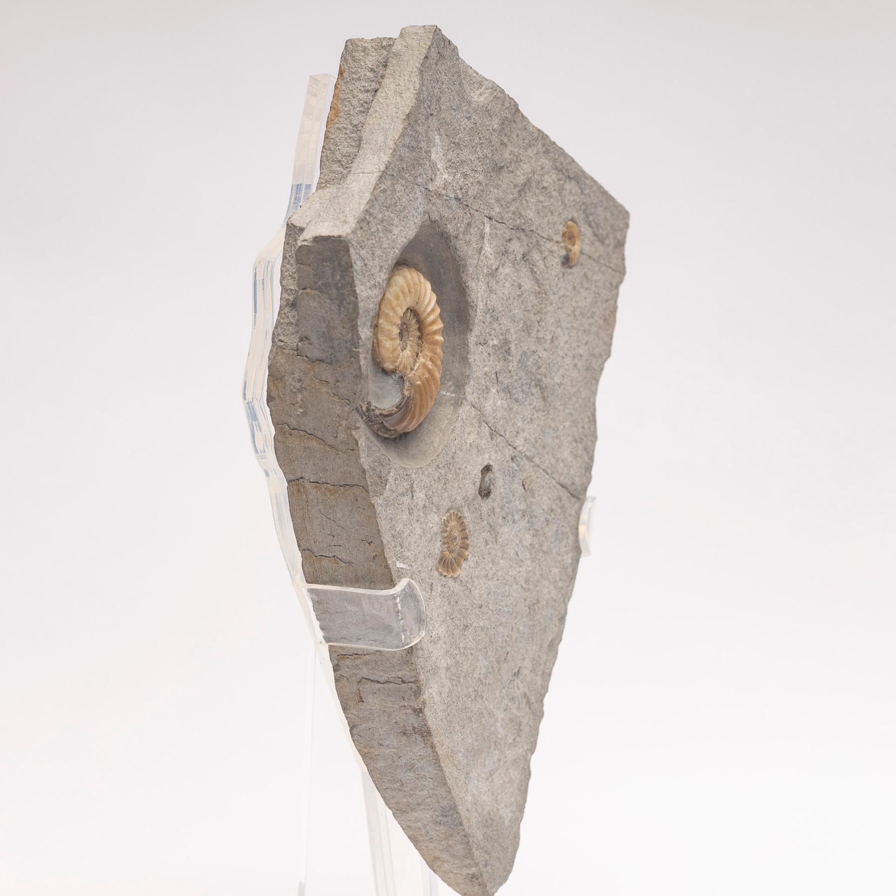 Fossil Calcite Ammonite from UK Mounted on Custom Acrylic Stand, Jurassic Period For Sale 1