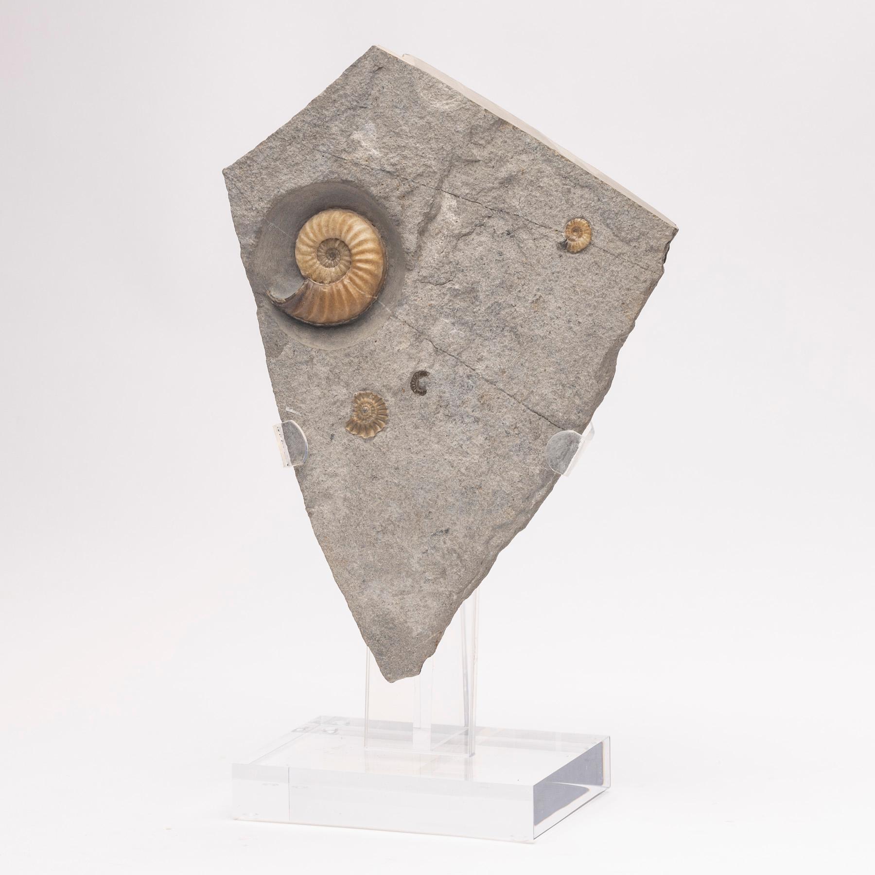 Fossiler Calcit-Ammonit 
Untere Jurazeit (200 Millionen Jahre alt)
Aus Charmouth Dorset, England.


