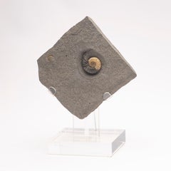 Fossil Calcite Ammonite from UK Mounted on Custom Acrylic Stand, Jurassic Period