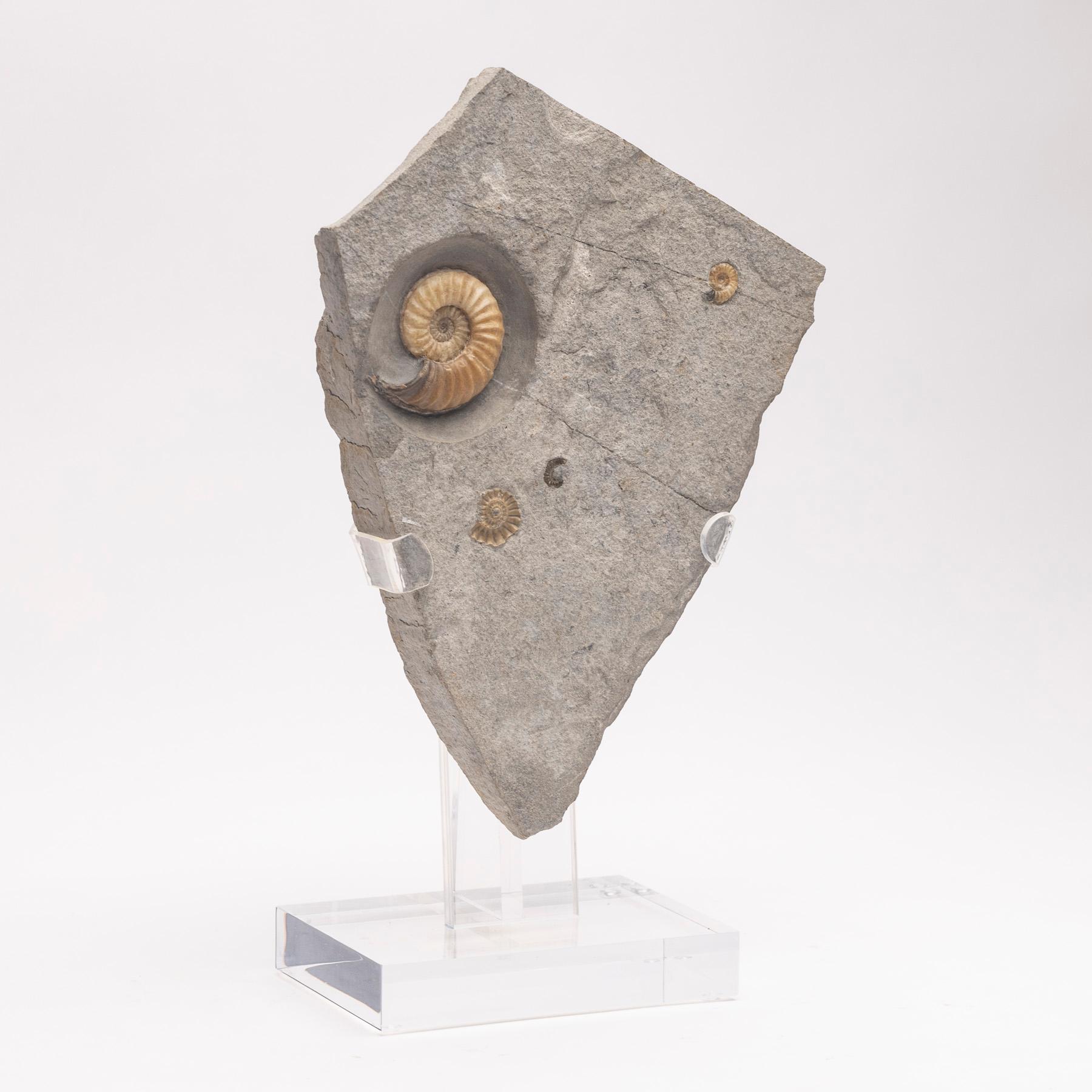 Fossiler Calcit-Ammonit aus dem Vereinigten Königreich, montiert auf individuellem Acryl-Stand, Jurazeit (Organische Moderne) im Angebot