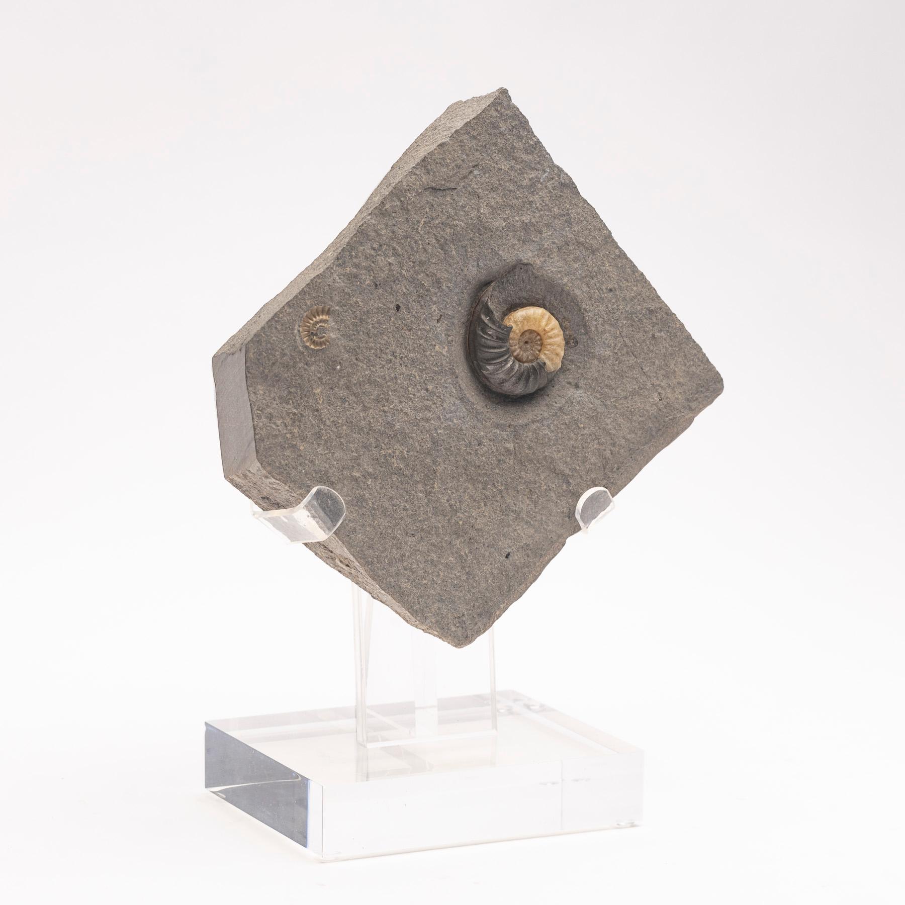 Organic Modern Fossil Calcite Ammonite from UK Mounted on Custom Acrylic Stand, Jurassic Period For Sale