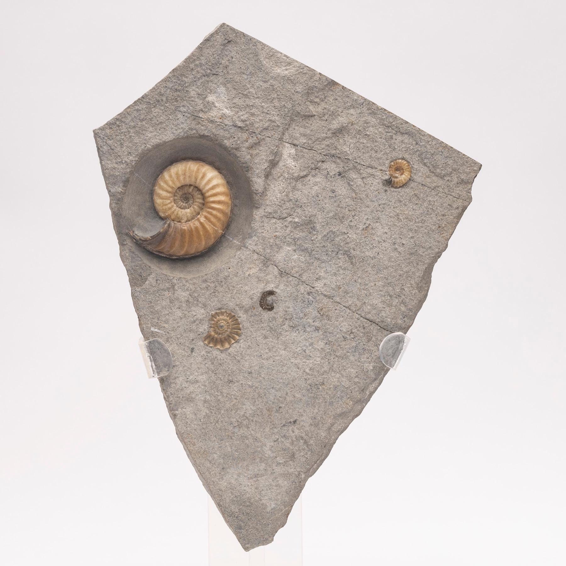 Fossiler Calcit-Ammonit aus dem Vereinigten Königreich, montiert auf individuellem Acryl-Stand, Jurazeit (Mexikanisch) im Angebot