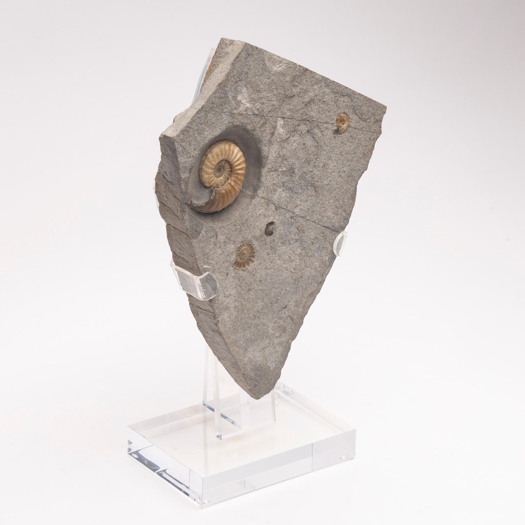 Fossiler Calcit-Ammonit aus dem Vereinigten Königreich, montiert auf individuellem Acryl-Stand, Jurazeit (Poliert) im Angebot