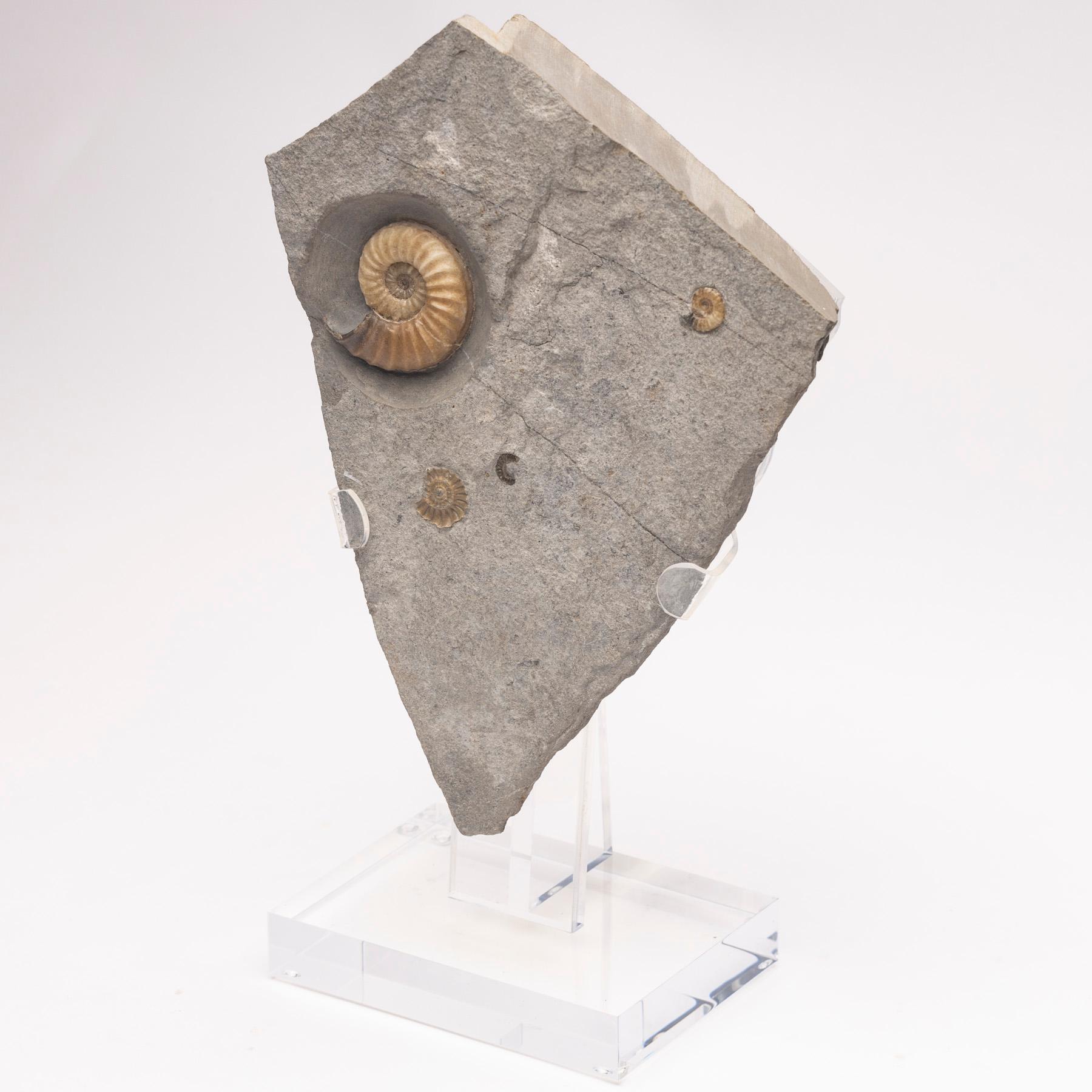Fossiler Calcit-Ammonit aus dem Vereinigten Königreich, montiert auf individuellem Acryl-Stand, Jurazeit im Zustand „Neu“ im Angebot in Polanco, CDMX