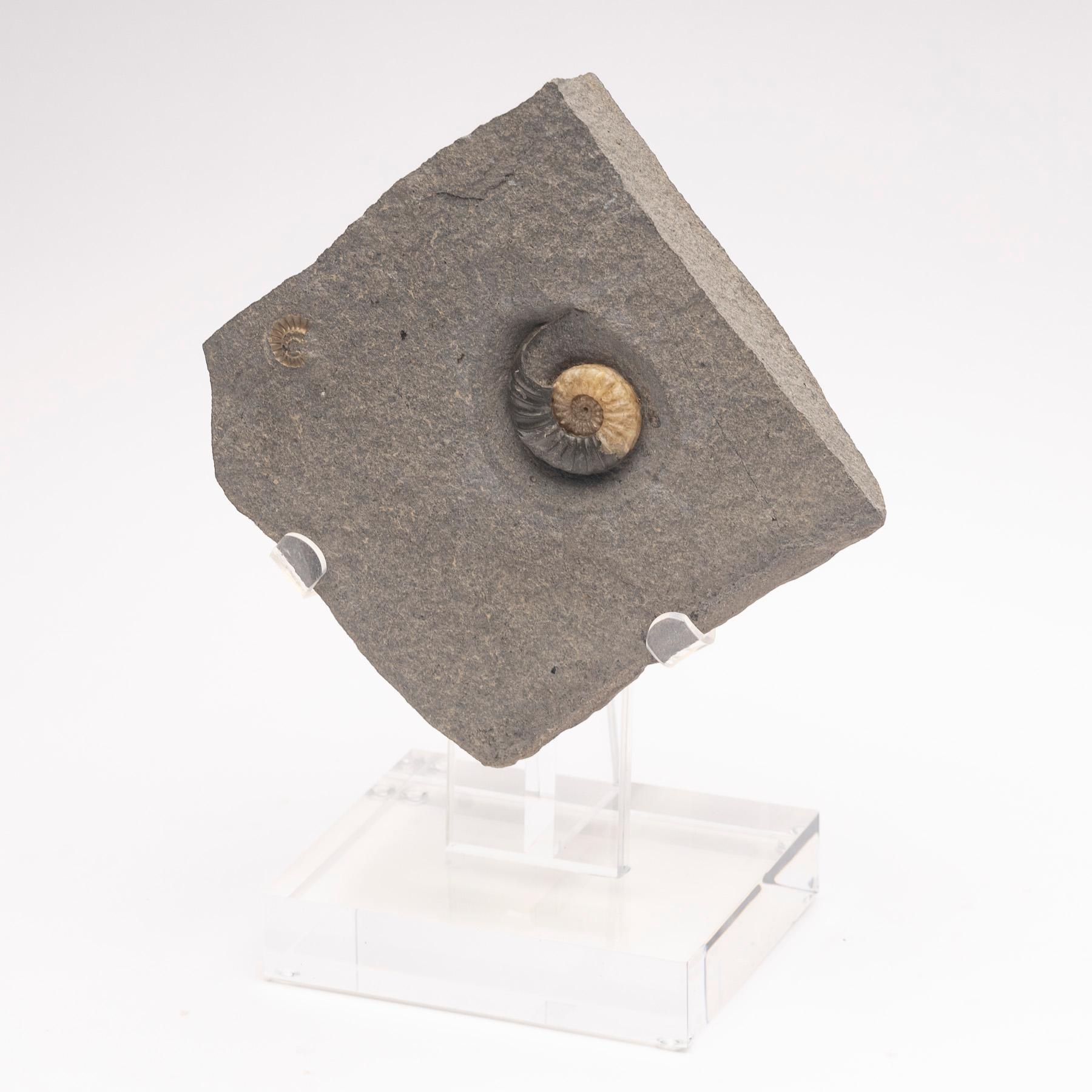 Fossiler Calcit-Ammonit aus dem Vereinigten Königreich, montiert auf individuellem Acryl-Stand, Jurazeit im Zustand „Neu“ im Angebot in Polanco, CDMX
