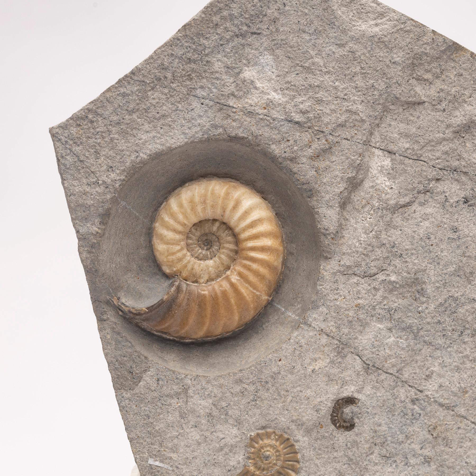 Fossiler Calcit-Ammonit aus dem Vereinigten Königreich, montiert auf individuellem Acryl-Stand, Jurazeit (21. Jahrhundert und zeitgenössisch) im Angebot
