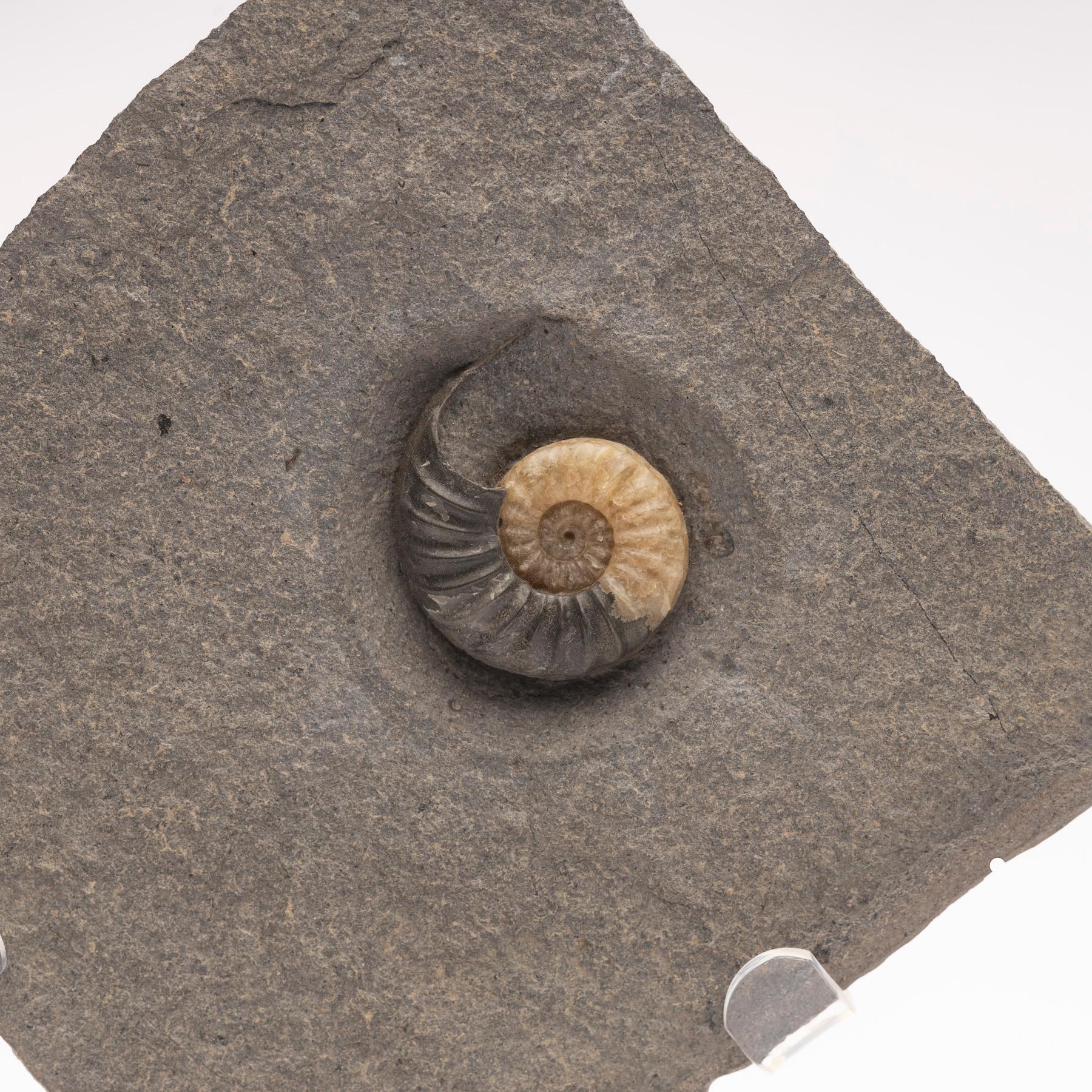 Fossiler Calcit-Ammonit aus dem Vereinigten Königreich, montiert auf individuellem Acryl-Stand, Jurazeit (21. Jahrhundert und zeitgenössisch) im Angebot