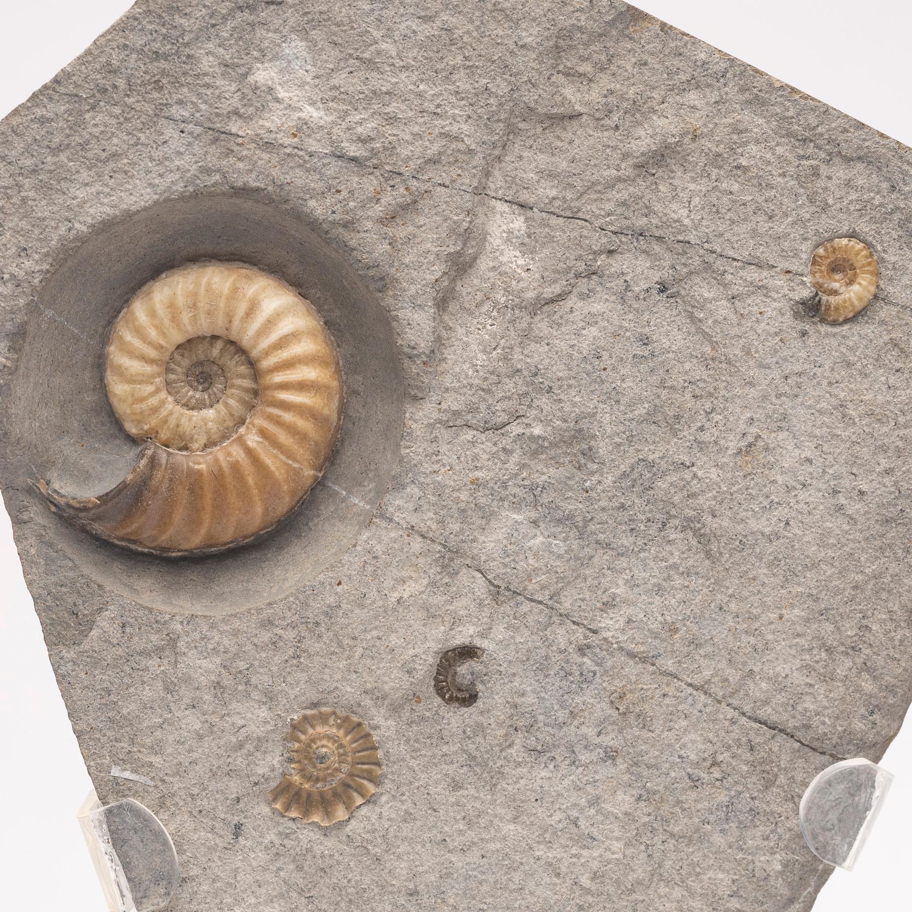 Fossiler Calcit-Ammonit aus dem Vereinigten Königreich, montiert auf individuellem Acryl-Stand, Jurazeit im Angebot 1