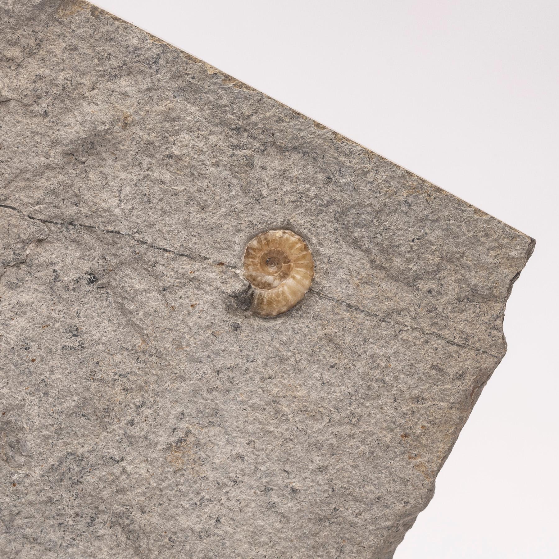 Contemporary Fossil Calcite Ammonite from UK Mounted on Custom Acrylic Stand, Jurassic Period For Sale