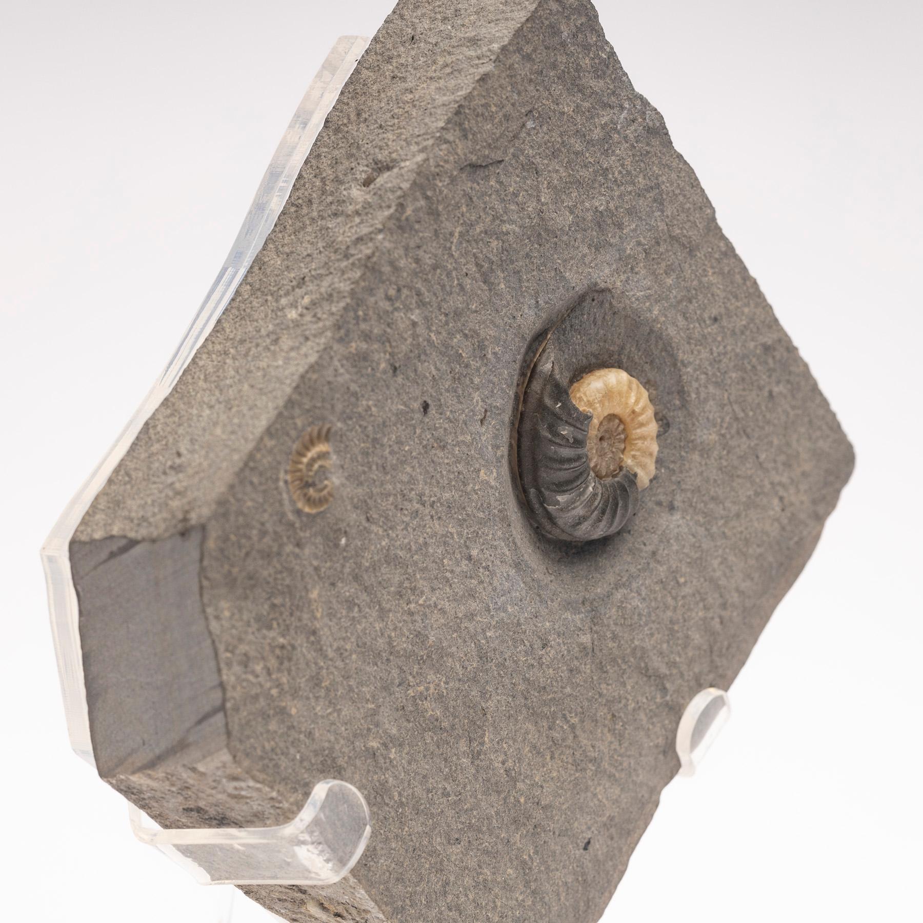Fossil Calcite Ammonite from UK Mounted on Custom Acrylic Stand, Jurassic Period For Sale 2