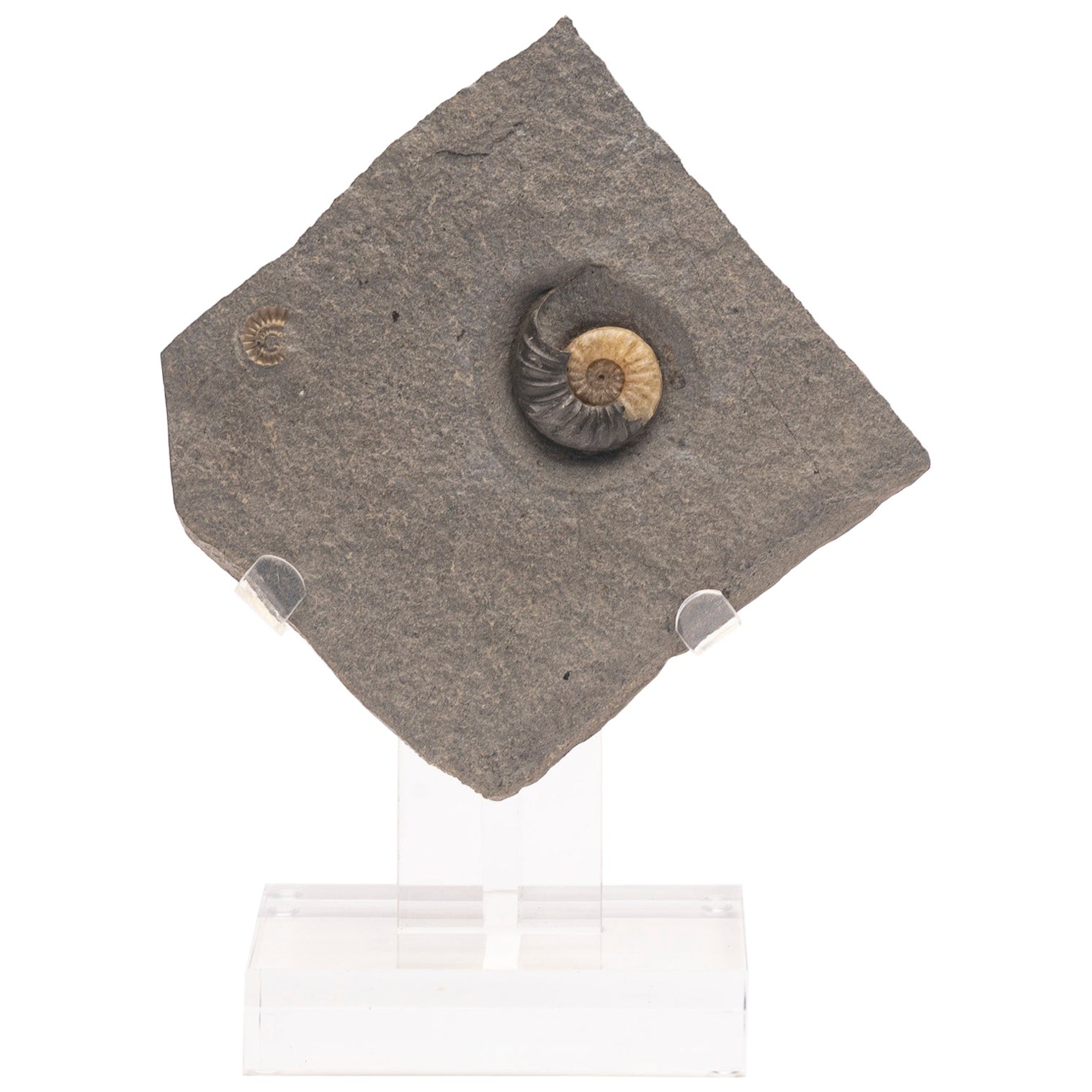 Ammonite fossile en calcite du Royaume-Uni montée sur un Stand en acrylique personnalisé, Période jurassique