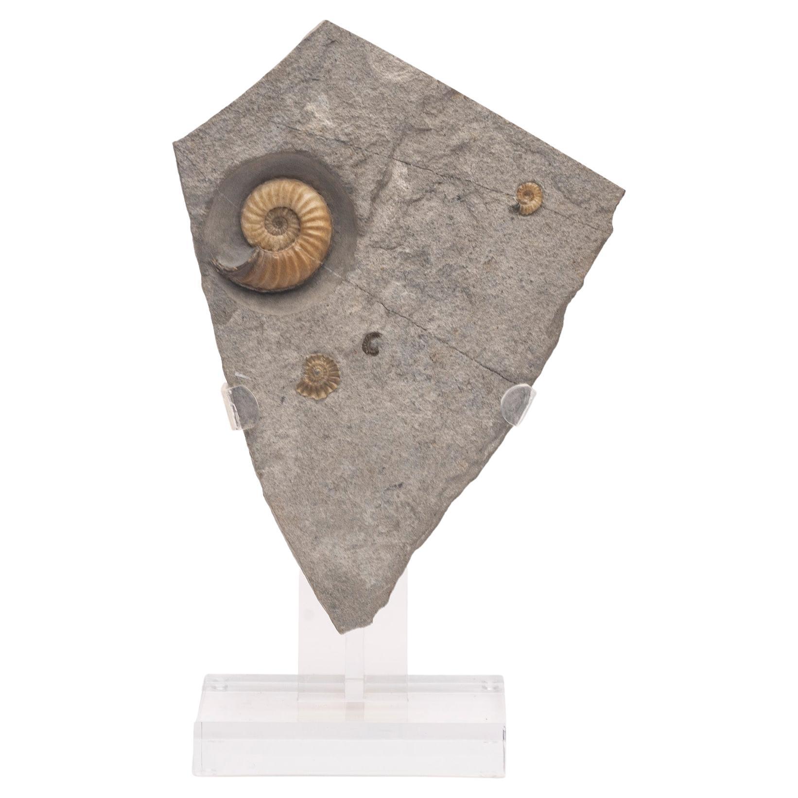 Fossiler Calcit-Ammonit aus dem Vereinigten Königreich, montiert auf individuellem Acryl-Stand, Jurazeit im Angebot