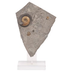 Ammonite fossile en calcite du Royaume-Uni montée sur un Stand en acrylique personnalisé, Période jurassique