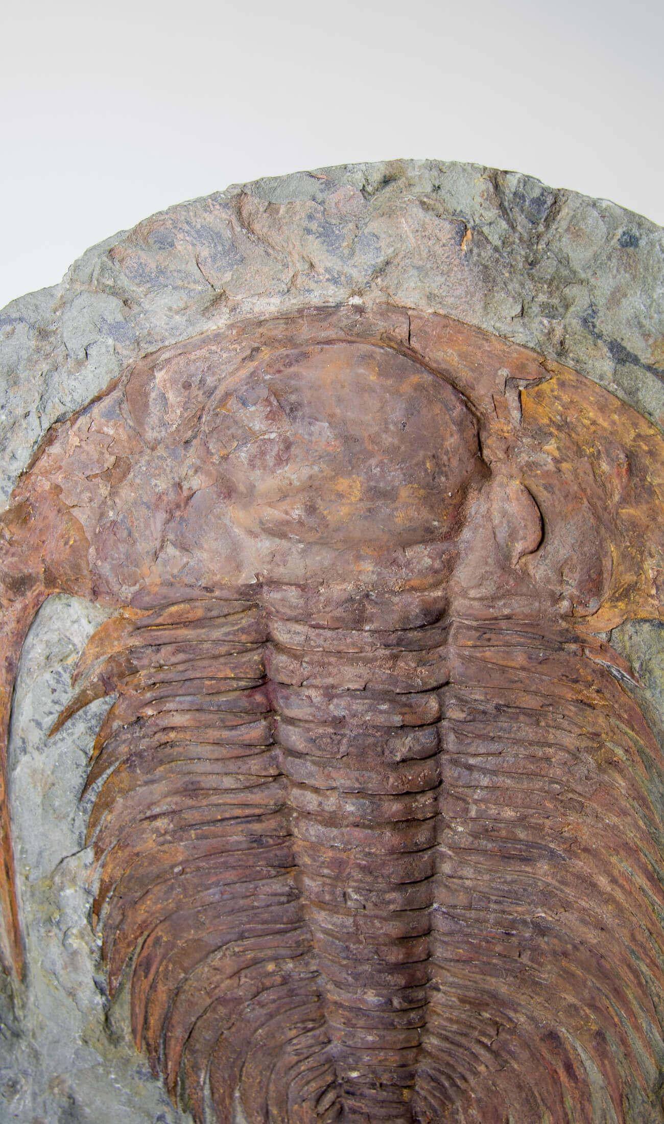 Cambropalla fossile Trilobite sormontata da un supporto in ottone acidato in vendita 3