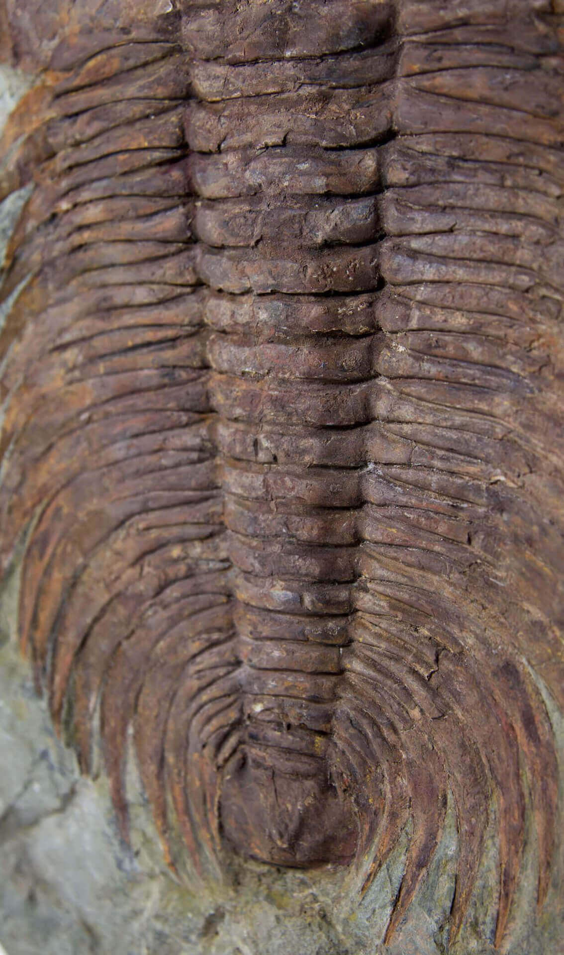 Cambropalla fossile Trilobite sormontata da un supporto in ottone acidato in vendita 4