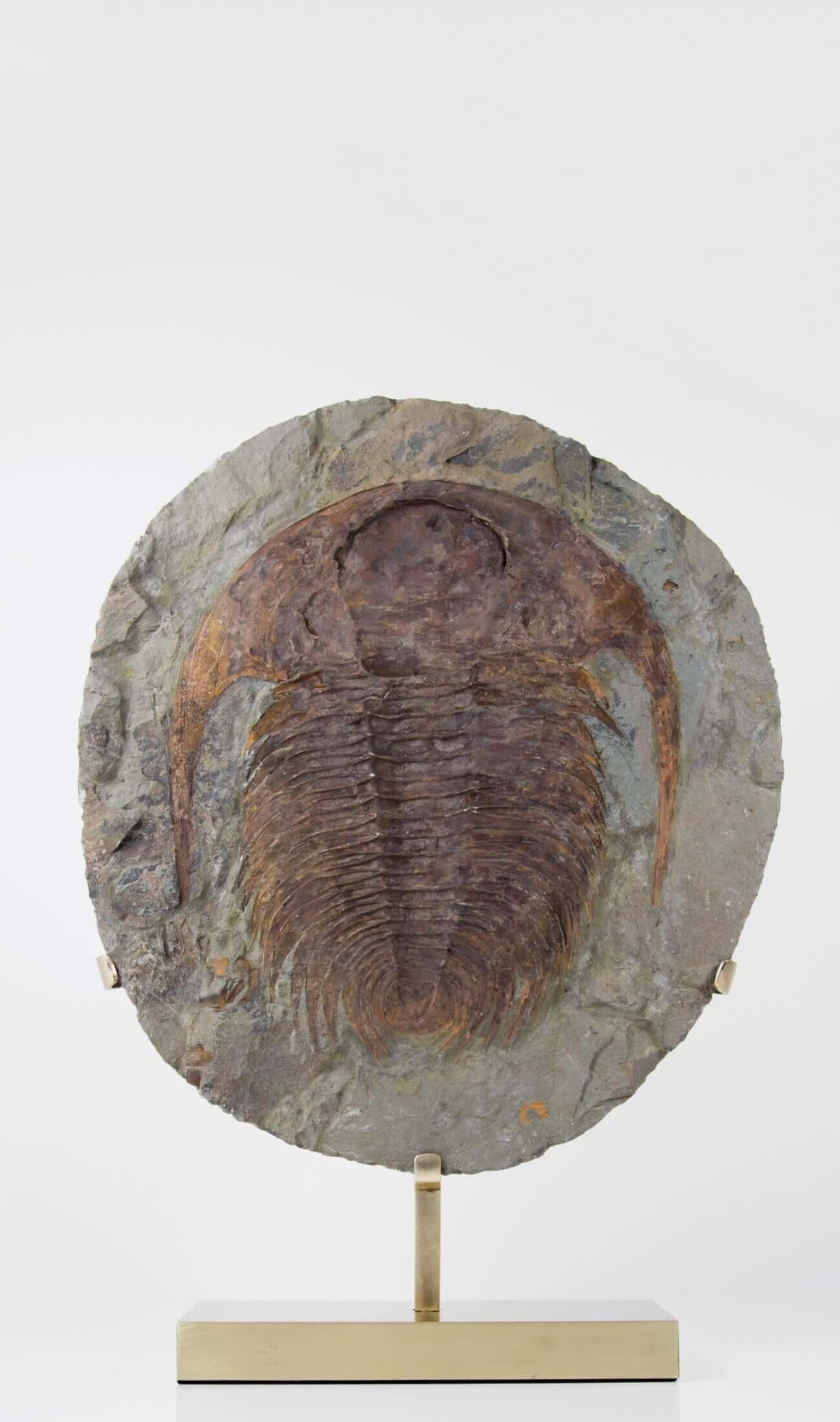 Cambropalla fossile Trilobite sormontata da un supporto in ottone acidato in vendita 5