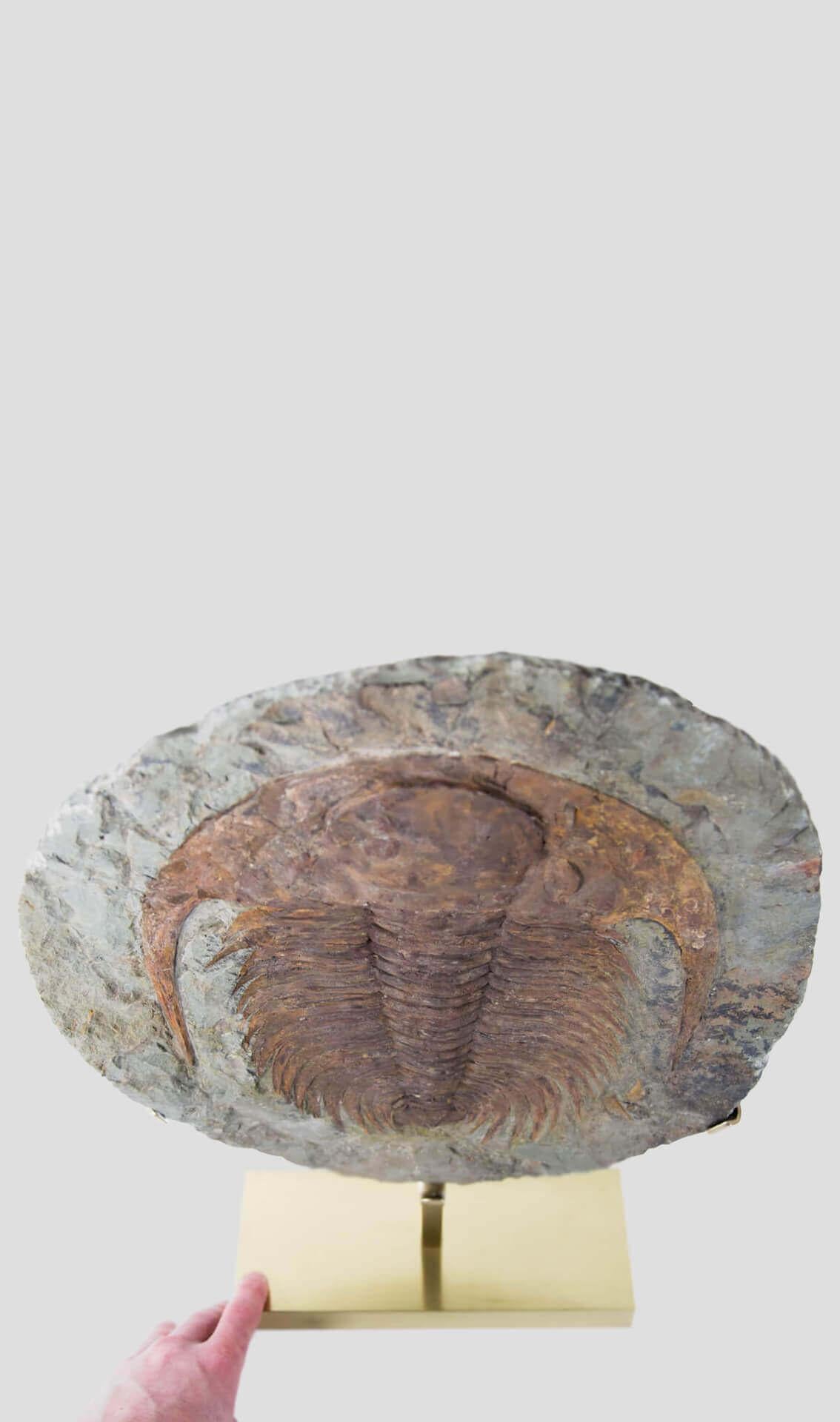 Cambropalla fossile Trilobite sormontata da un supporto in ottone acidato in vendita 7