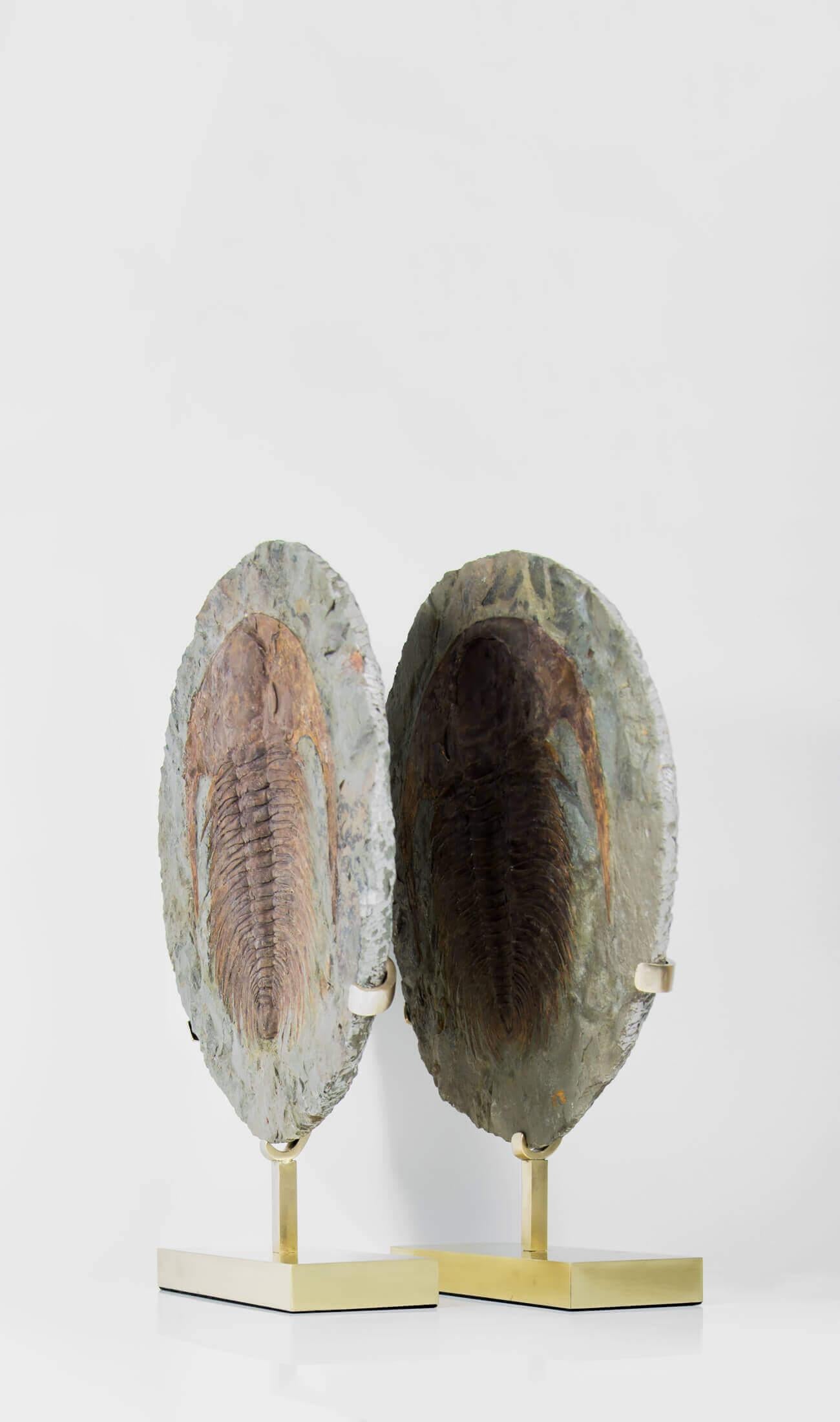AES  La serie di supporti in ottone ti porta il fossile Cambropallas tellesto ora trasformato con la nostra serie di supporti dal design innovativo ed elegante, uno straordinario trilobite fossile Cambropallas tellesto influenzato dalle