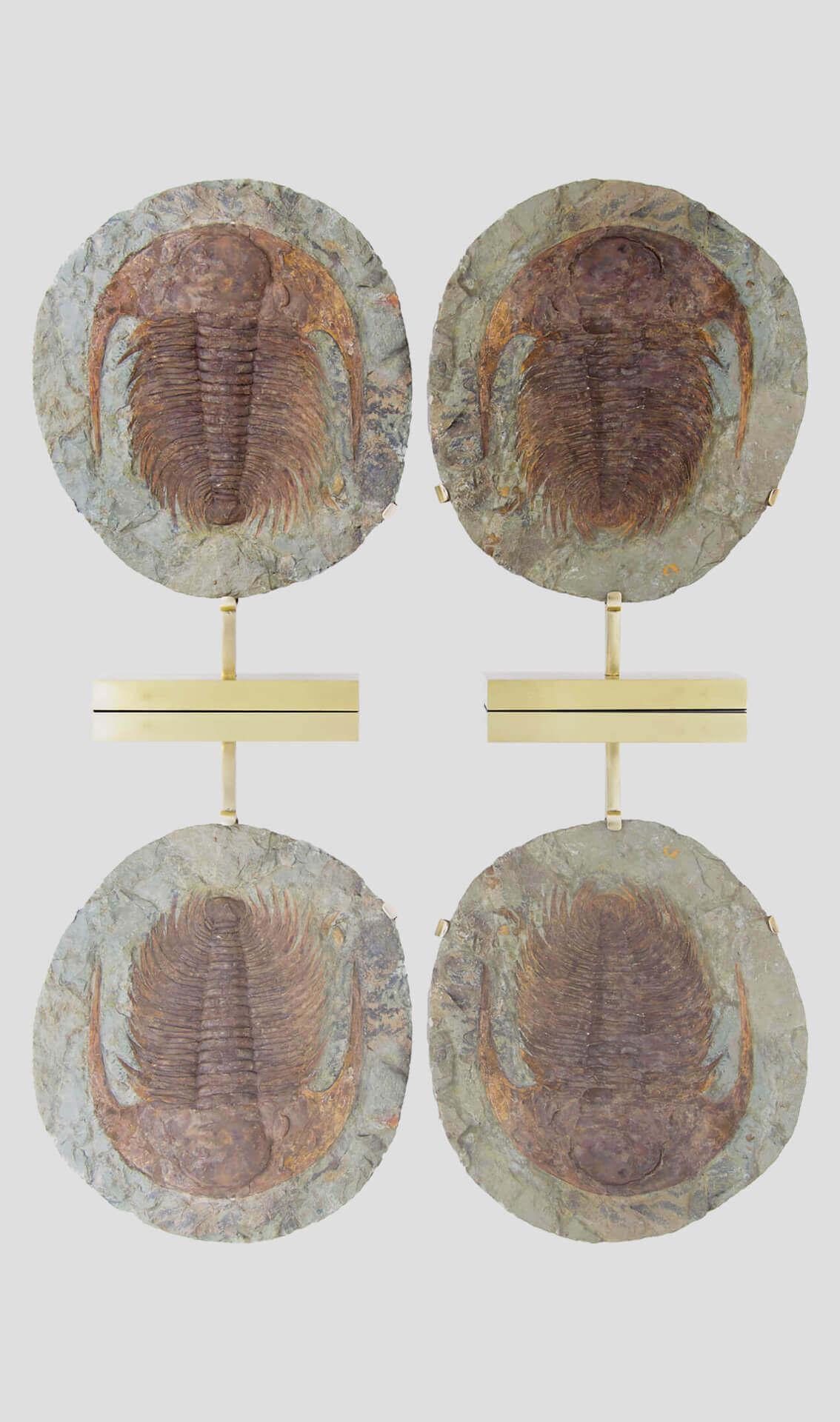 Preistorico Cambropalla fossile Trilobite sormontata da un supporto in ottone acidato in vendita