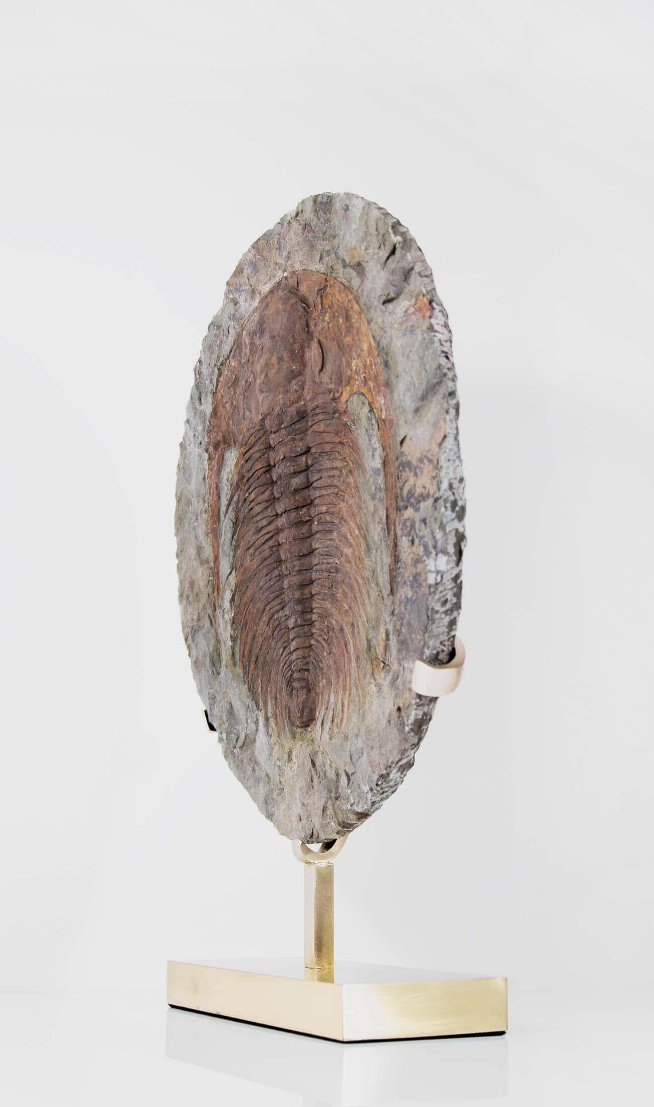 Nordafricano Cambropalla fossile Trilobite sormontata da un supporto in ottone acidato in vendita