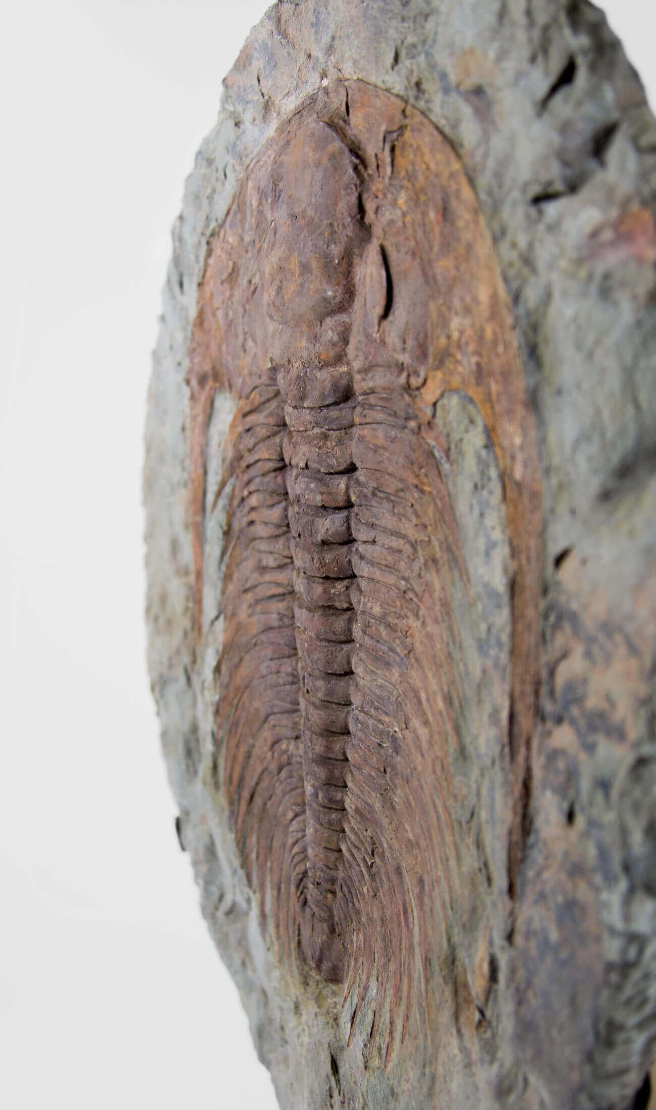 Cambropalla fossile Trilobite sormontata da un supporto in ottone acidato In condizioni ottime in vendita a Scorton, GB