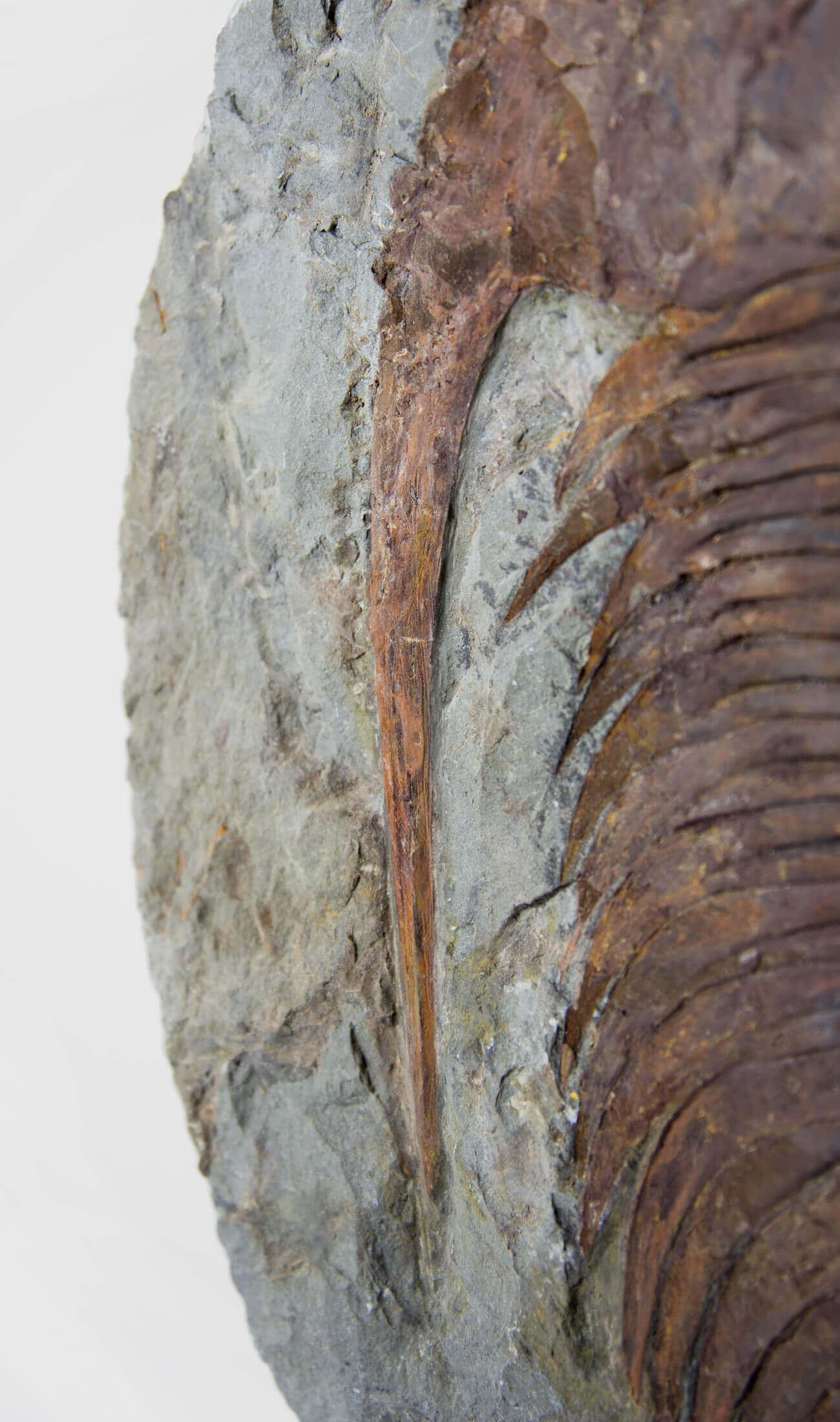 Fino al XVIII secolo Cambropalla fossile Trilobite sormontata da un supporto in ottone acidato in vendita